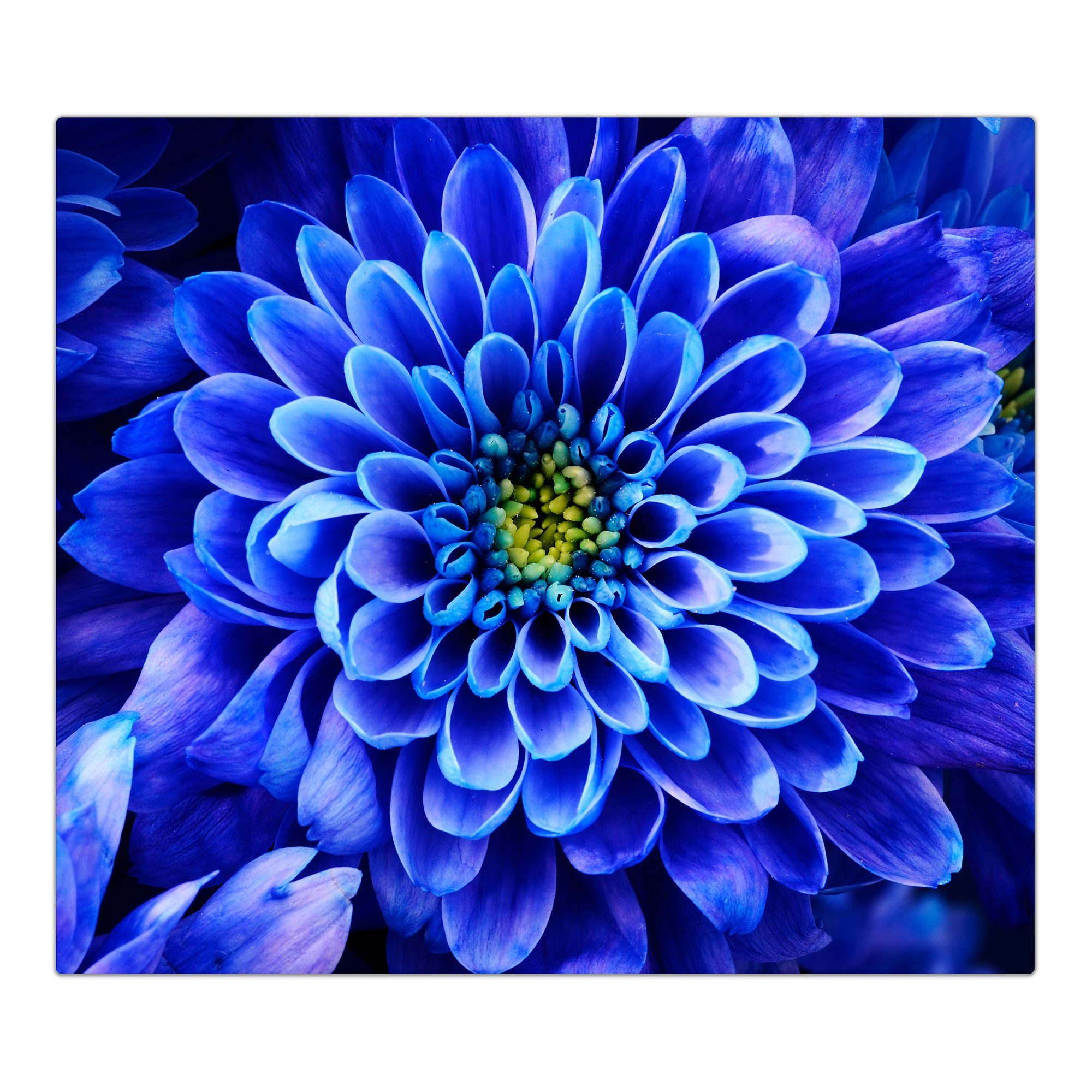 Primedeco Herd-Abdeckplatte Herdabdeckplatte Spritzschutz aus Glas Blaue Blume von Nahemn, Glas, (1 tlg)