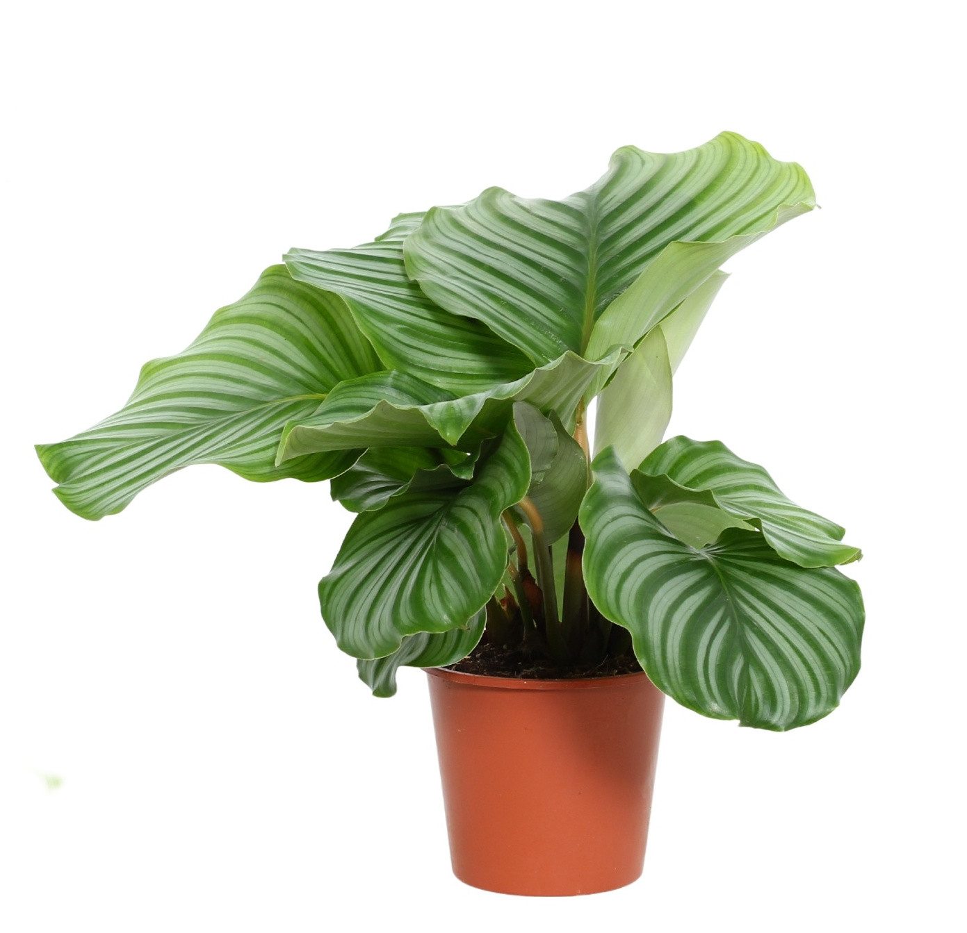 meinvipshop Zimmerpflanze Calathea 45cm Zimmerpflanze