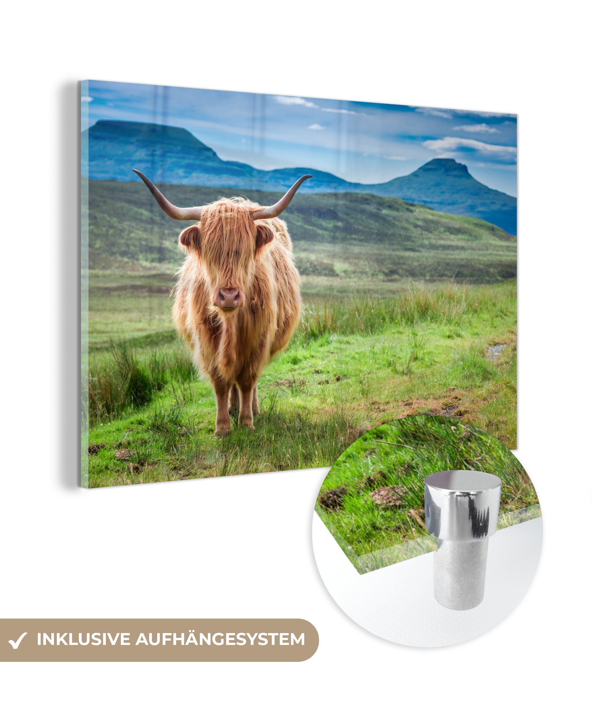 MuchoWow Acrylglasbild Kühe - Schottische Highlander - Schottland, (1 St), Acrylglasbilder Wohnzimmer & Schlafzimmer