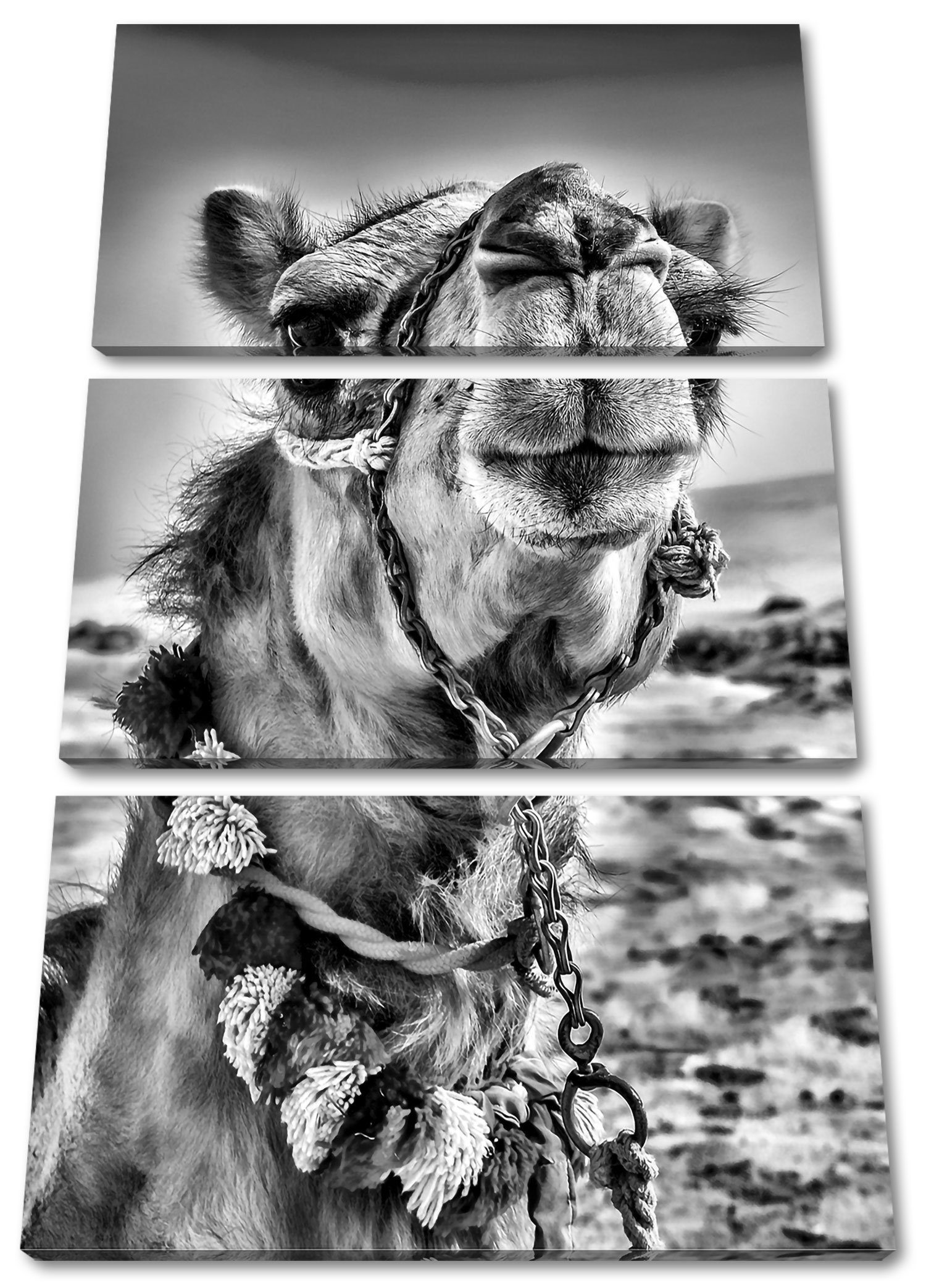 St), Lustiges (1 bespannt, Leinwandbild Kamel Leinwandbild fertig Pixxprint Zackenaufhänger inkl. Kamel Wüste in Wüste, 3Teiler (120x80cm) in Lustiges