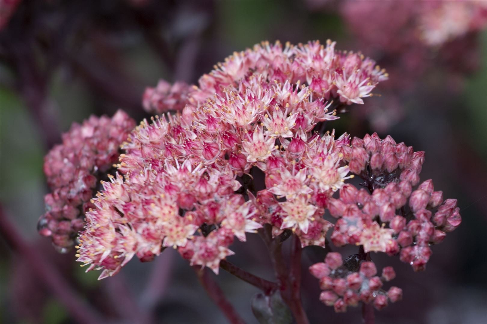 Pflanzen für Dich Staude Sedum spectabile Purple