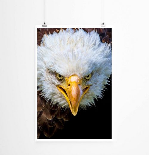 Sinus Art Poster »Tierfotografie  Amerikanischer Seeadler im Porträt 60x90cm Poster«