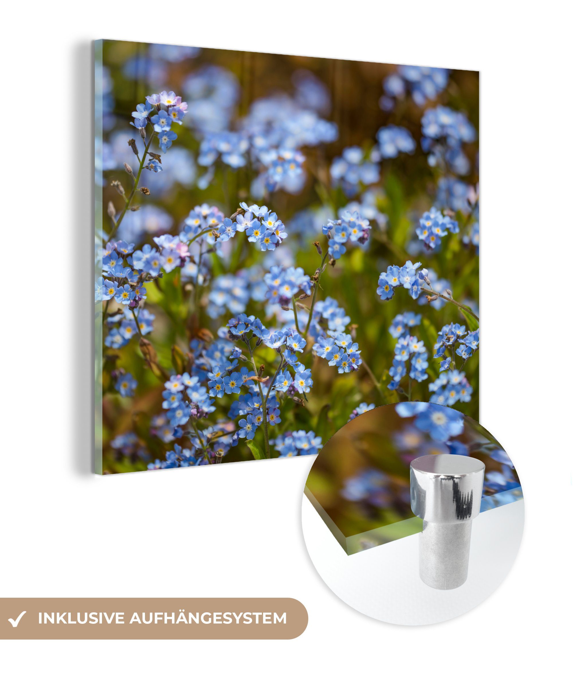 MuchoWow Acrylglasbild Gruppe von blauen Vergissmeinnicht, (1 St), Glasbilder - Bilder auf Glas Wandbild - Foto auf Glas - Wanddekoration