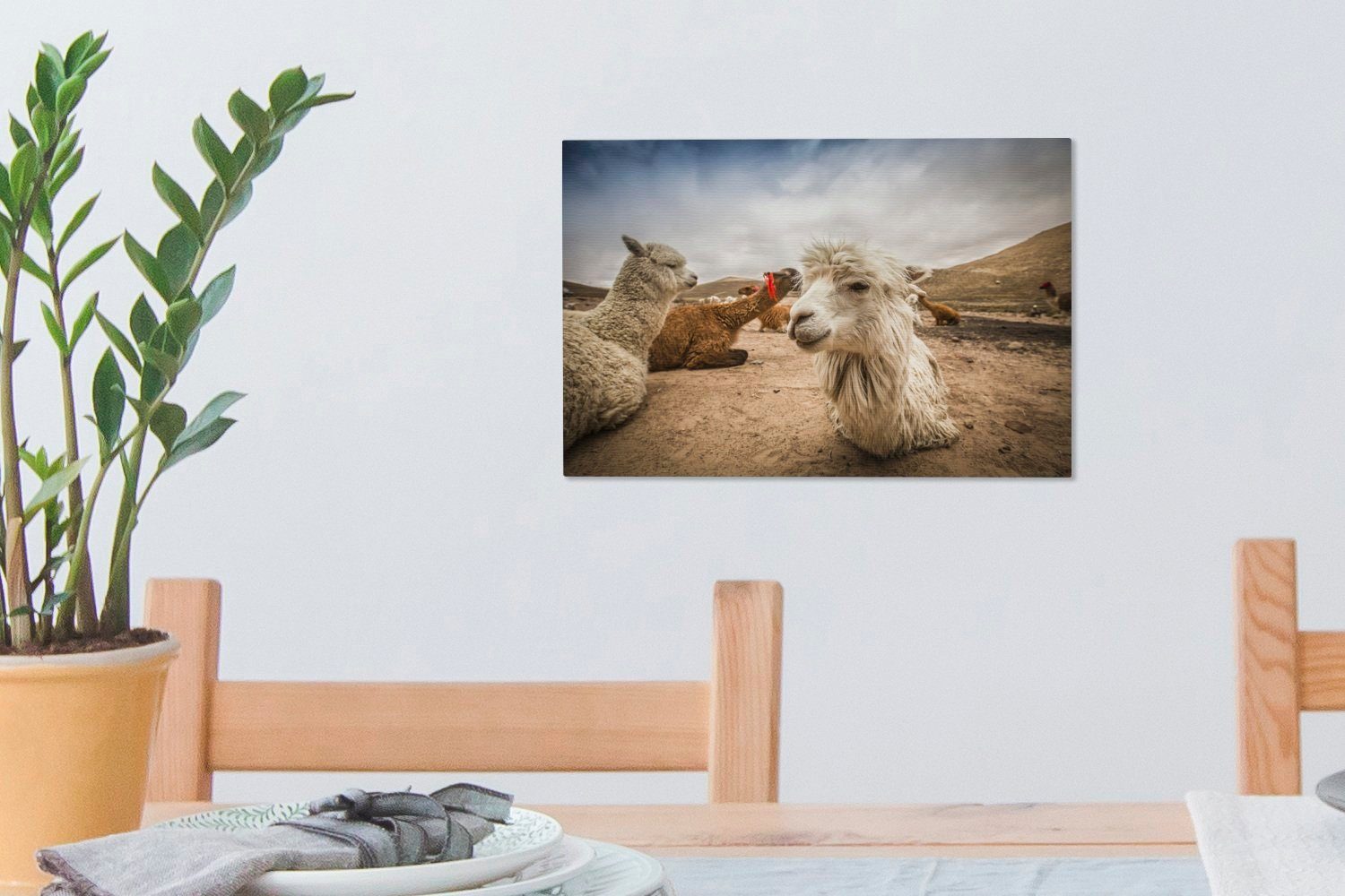 aus, von ruhen sich der Wanddeko, St), Aufhängefertig, OneMillionCanvasses® Leinwandbild Arequipa (1 Wandbild in 30x20 Leinwandbilder, Lamas cm Landschaft