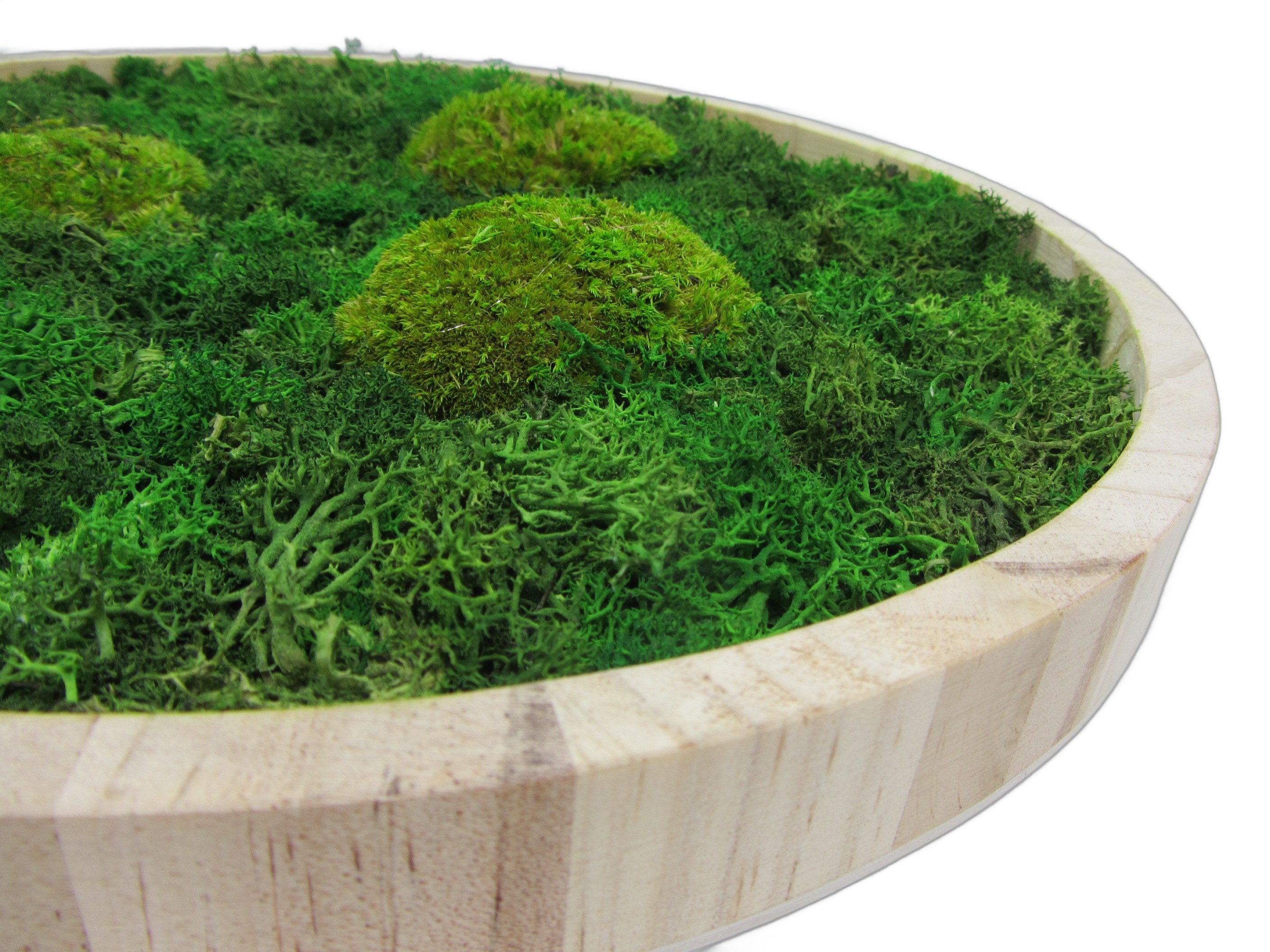 meinvipshop Bild Moos Moosbild Wood rund 30cm "handmade" günstig online kaufen