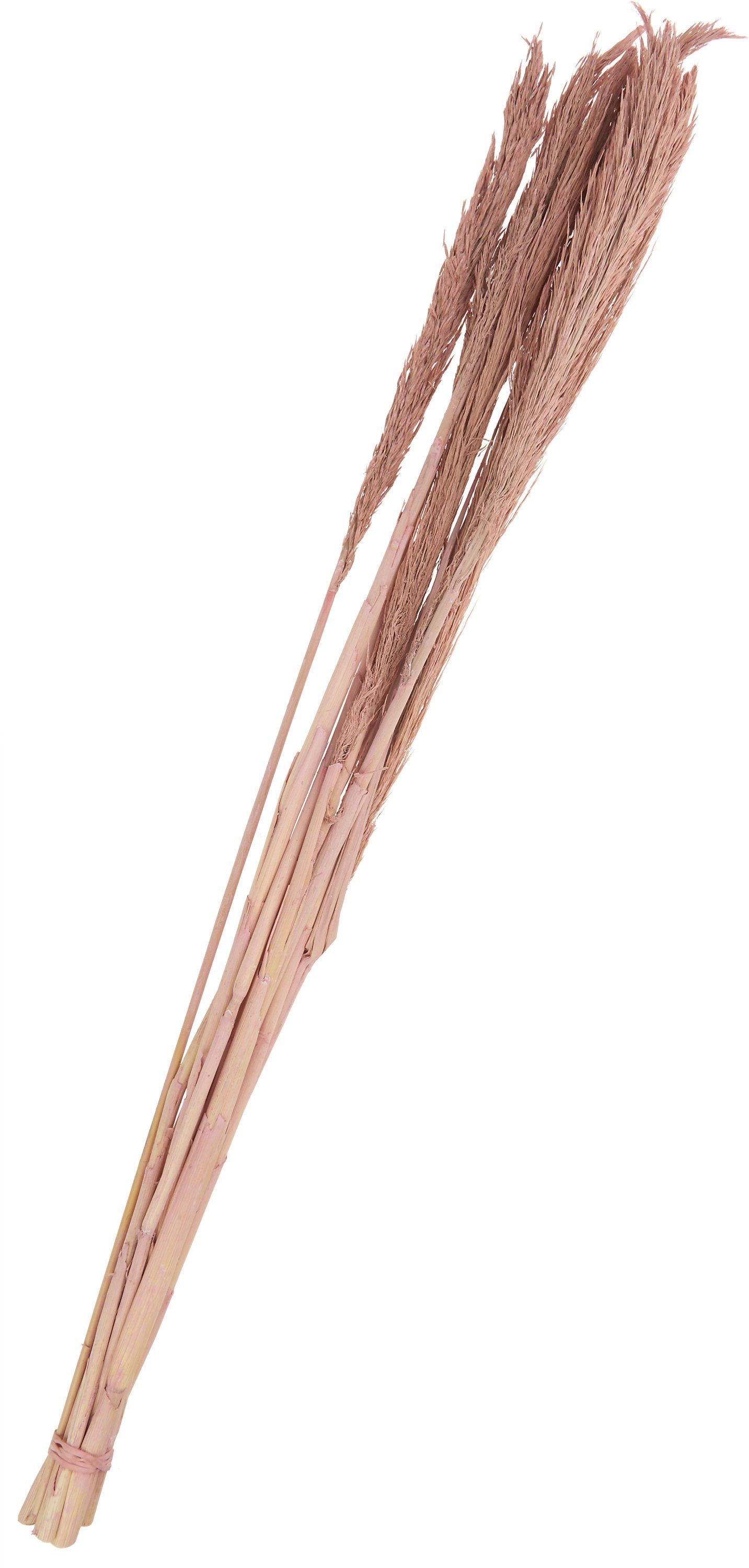 Kunstpflanze Sanmuga Grass, Othmar Decorations, 80 günstig online kaufen