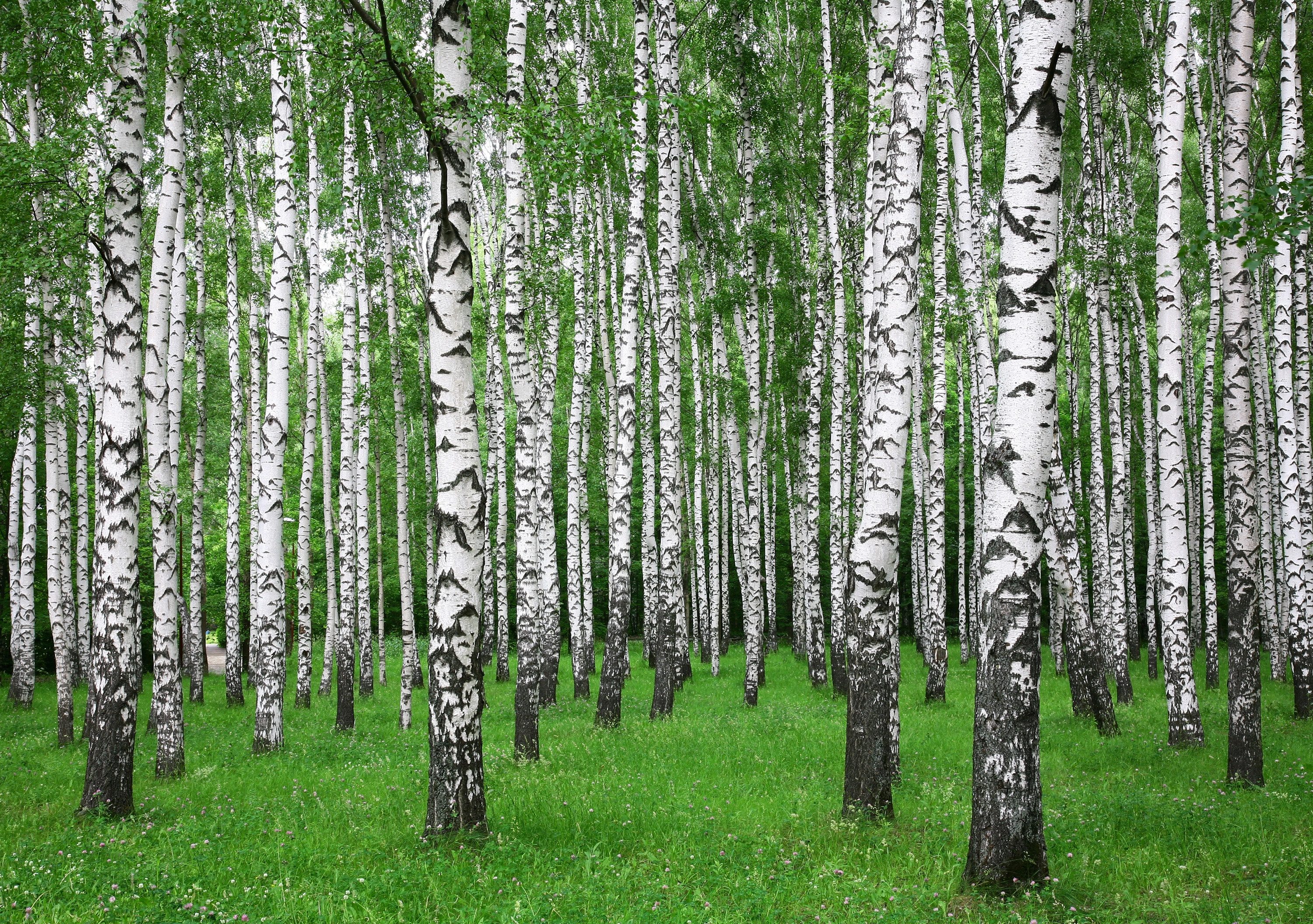 Papermoon Fototapete VLIES-Tapete Premium "Sommer Birkenwald", günstig online kaufen