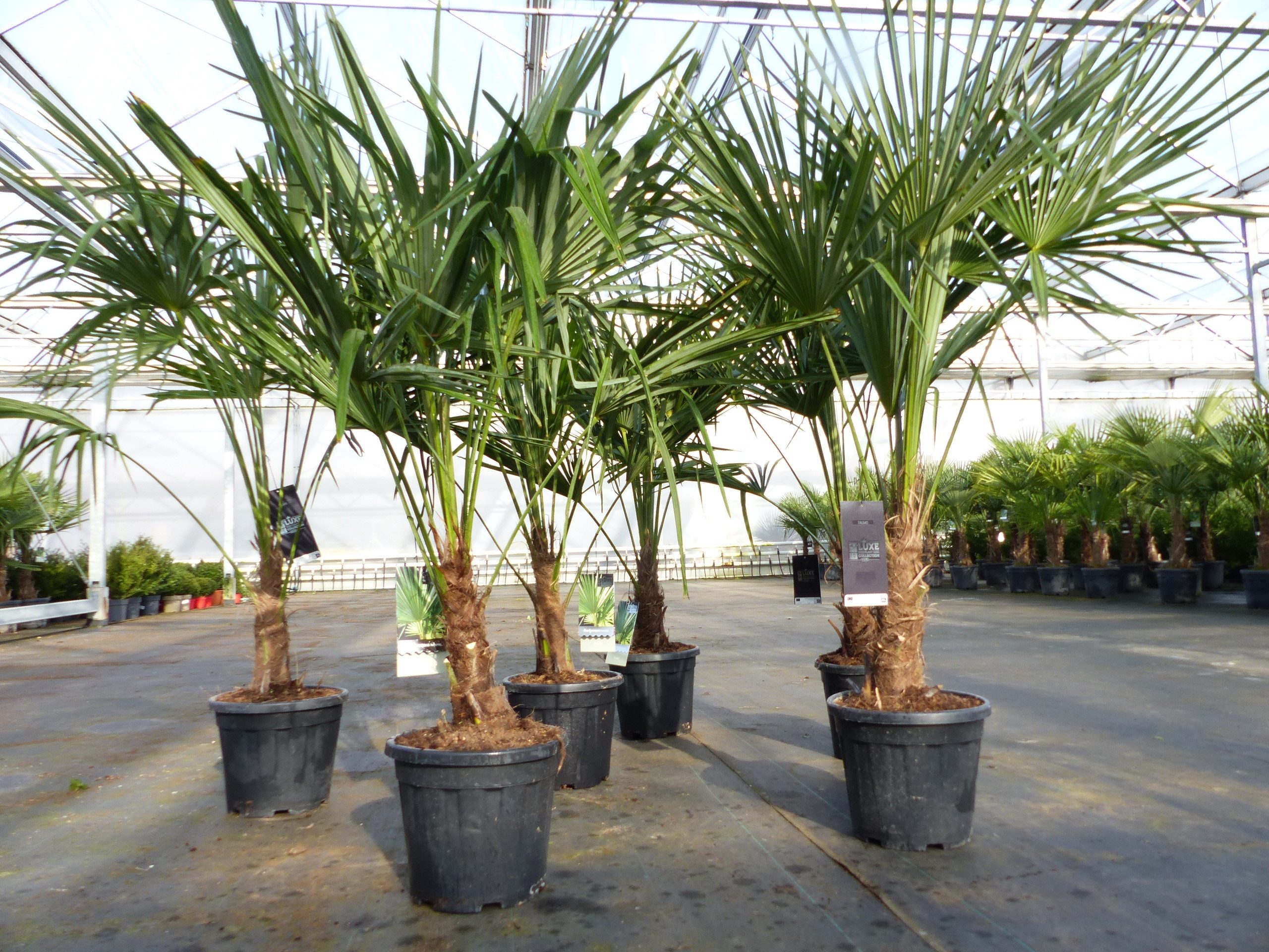 gruenwaren jakubik Baum Trachycarpus fortunei 130 - 150 cm Palme Hanfpalme, winterhart – Bild 4 von 5