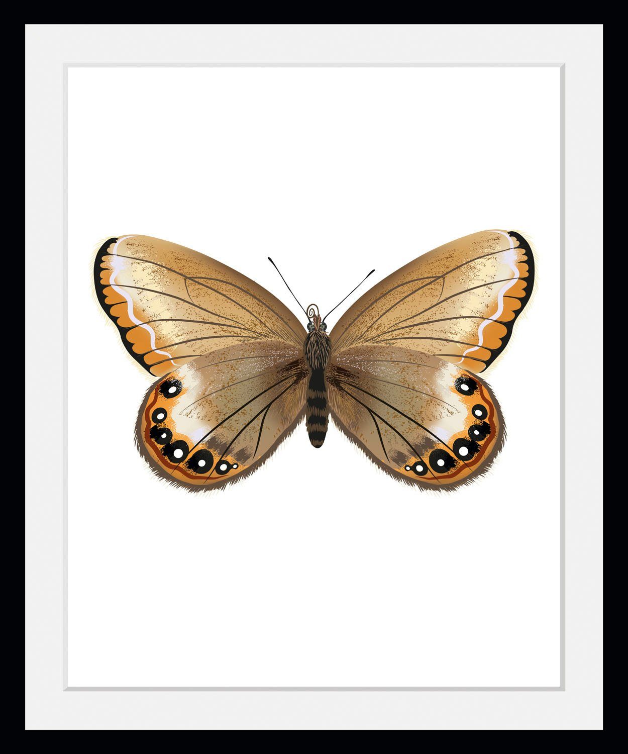 queence Bild Lexy, Schmetterlinge (1 St)