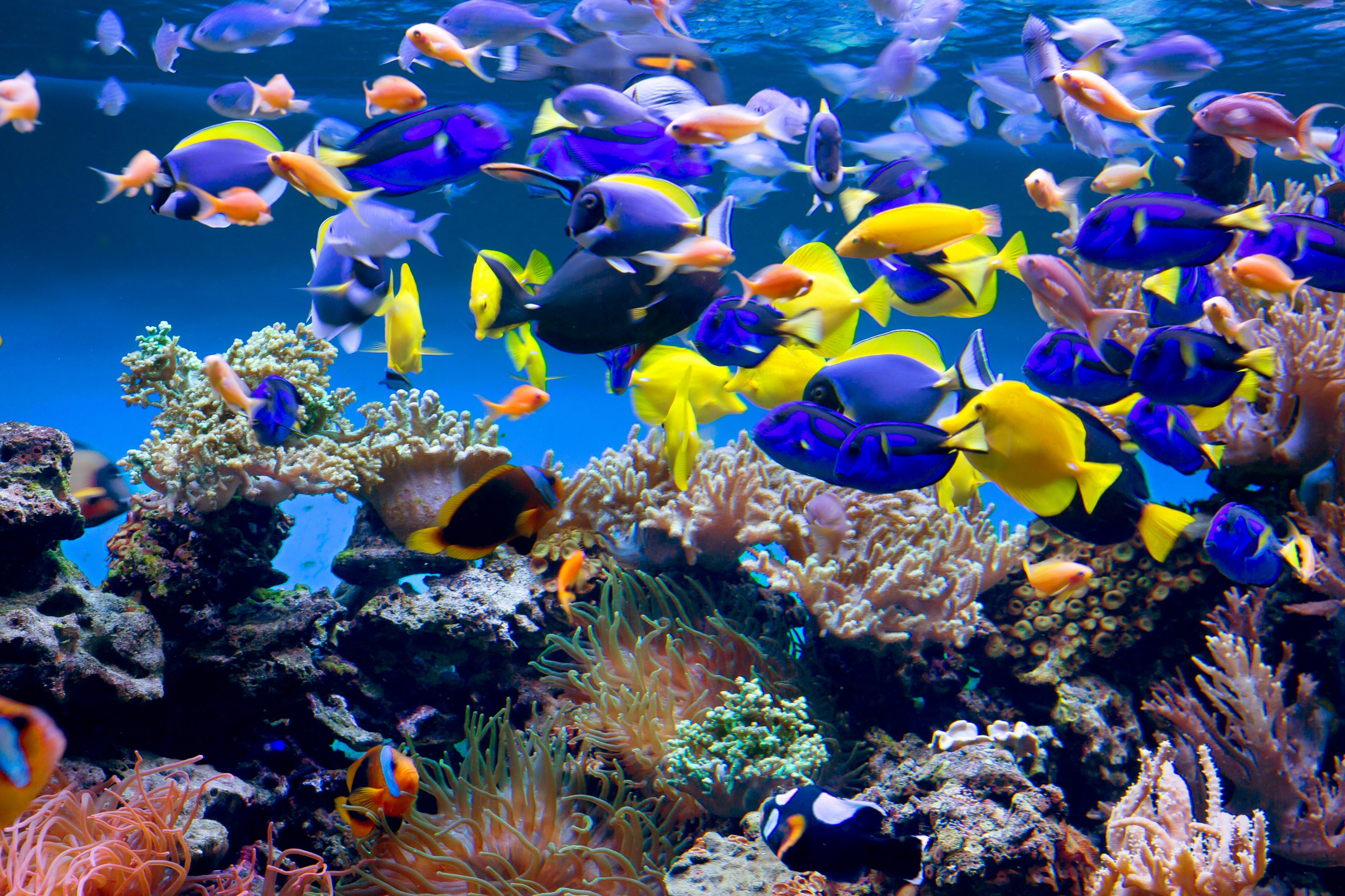 Fototapete VLIES-Tapete Premium "Aquarium"