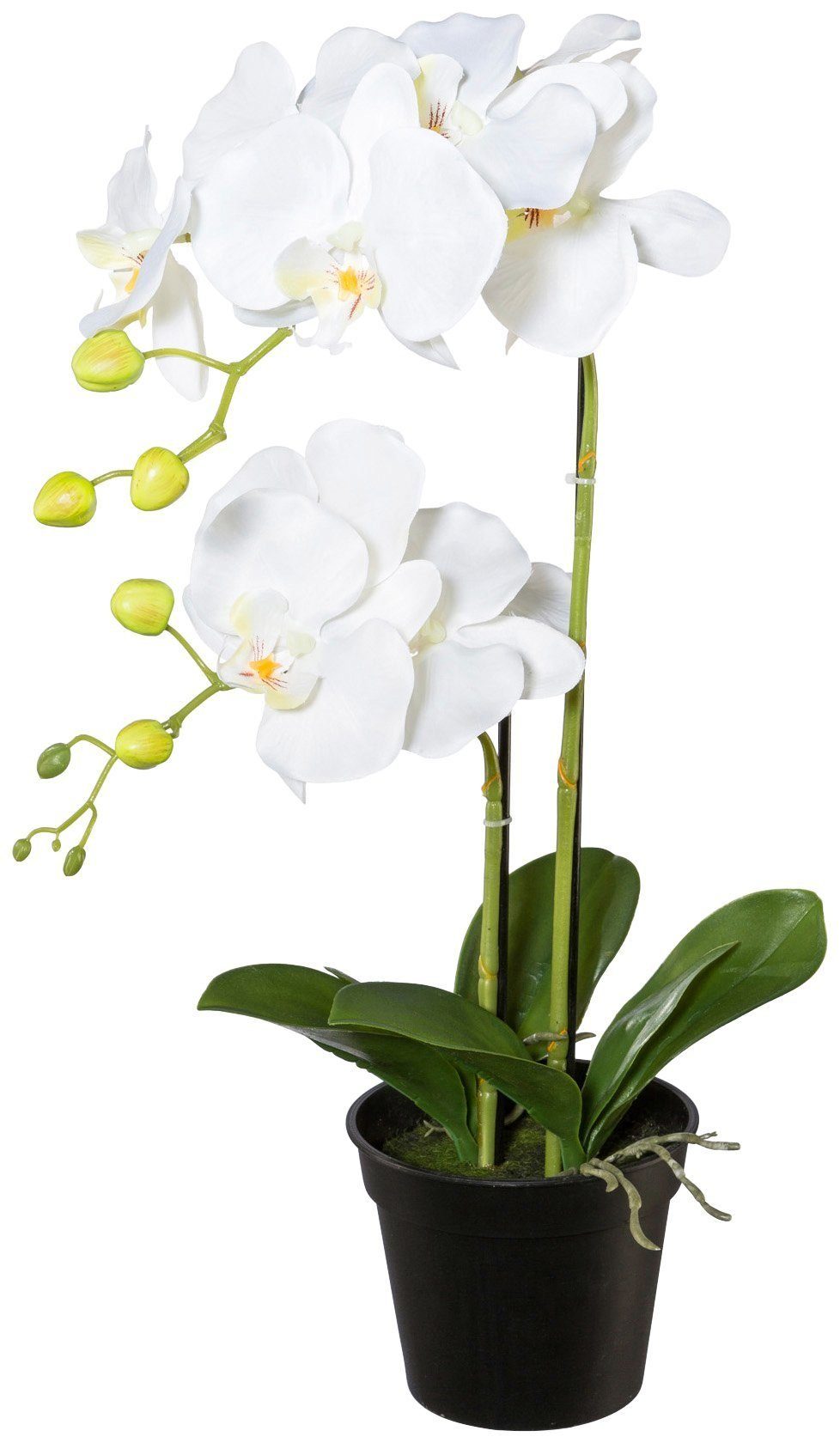 Kunstpflanze Orchidee, Creativ green, Höhe 55 cm günstig online kaufen