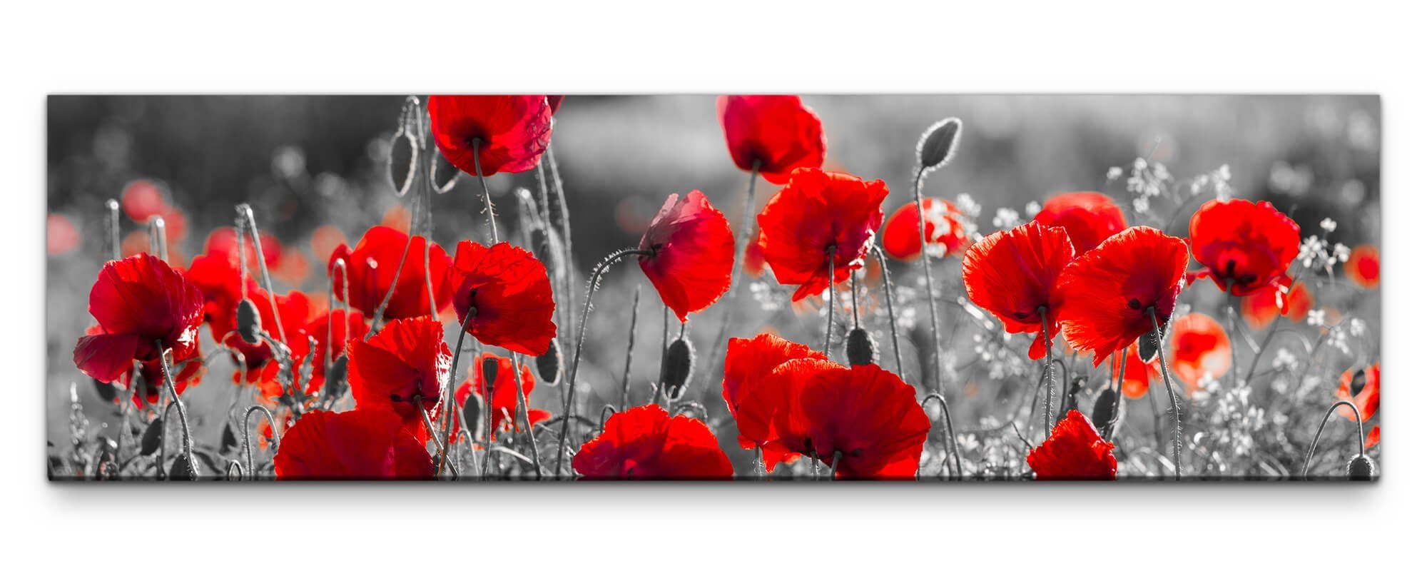 möbel-direkt.de Leinwandbild Bilder XXL Mohnblumen in günstig online kaufen