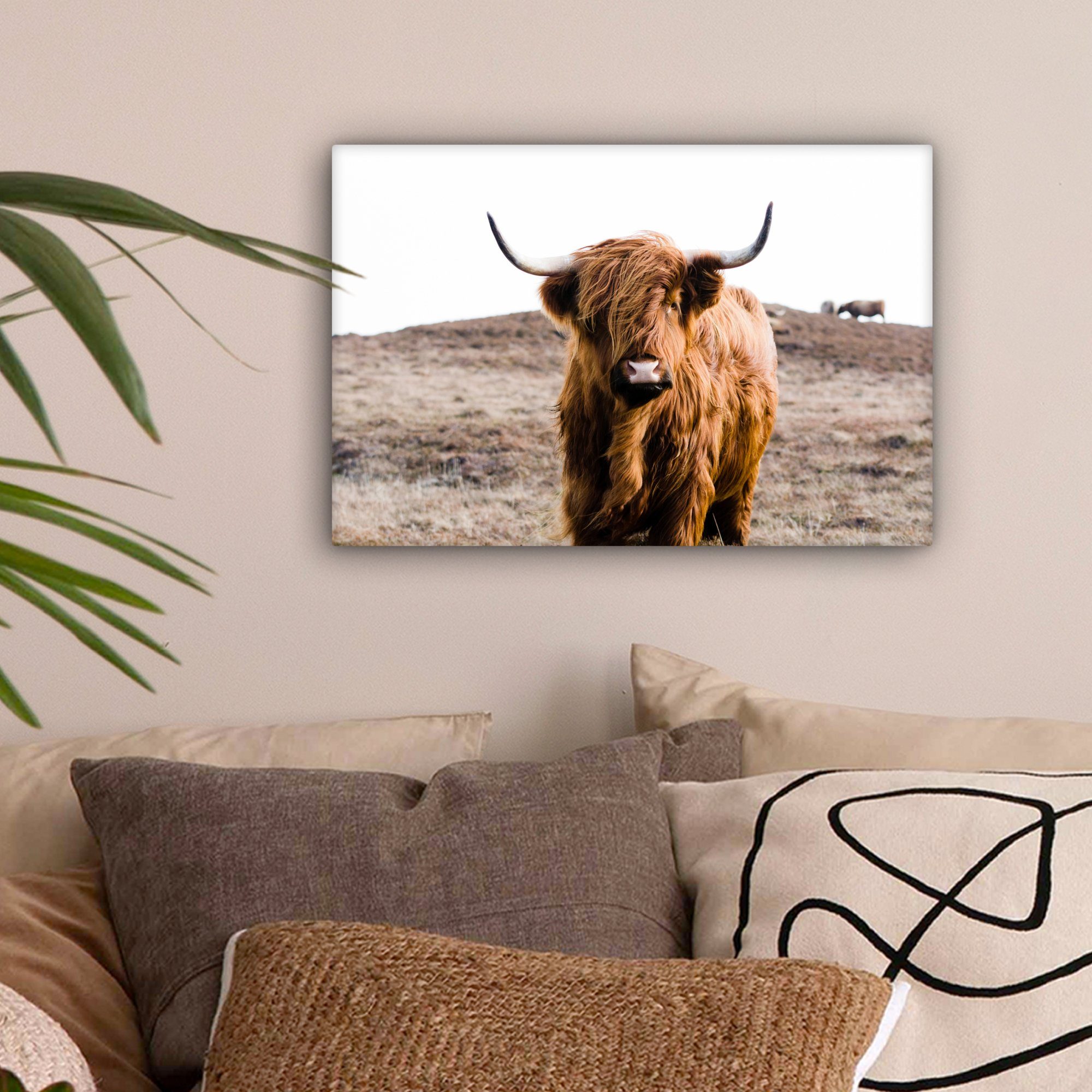 OneMillionCanvasses® Leinwandbild Schottische Highlander - Landschaft - Kuh günstig online kaufen