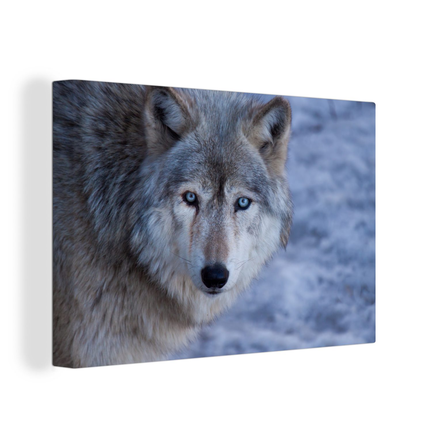 Leinwandbild Aufhängefertig, St), Wanddeko, Leinwandbilder, Kopf Wandbild cm (1 eines grauen Wolfes, OneMillionCanvasses® 30x20
