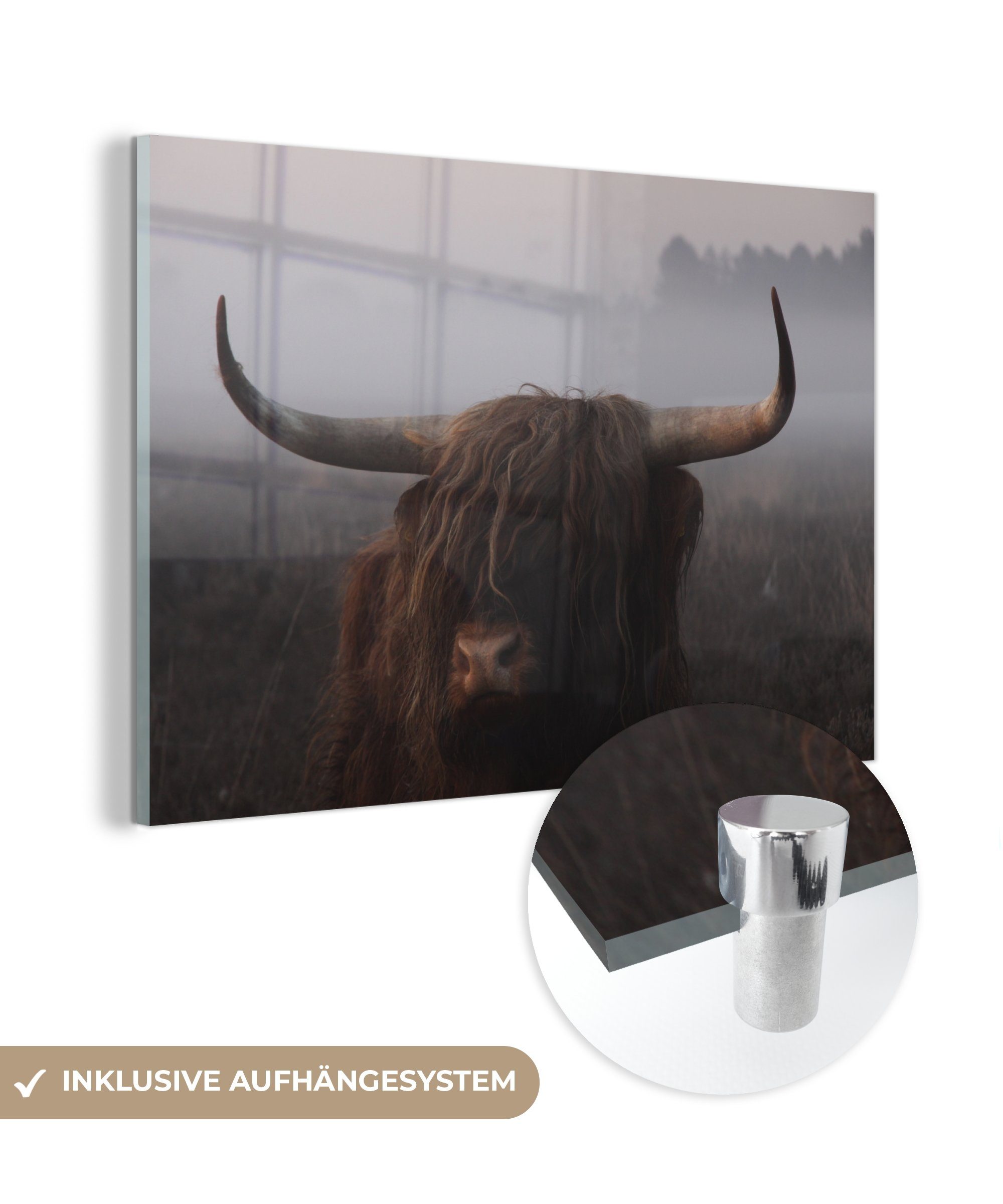 MuchoWow Acrylglasbild Schottischer Highlander - Nebel - Heidekraut, (1 St), Acrylglasbilder Wohnzimmer & Schlafzimmer