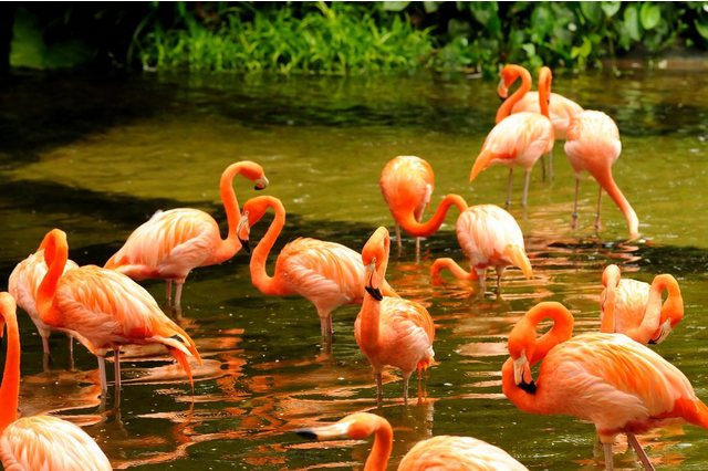 Papermoon Fototapete »Pink Flamingos«, glatt-Otto