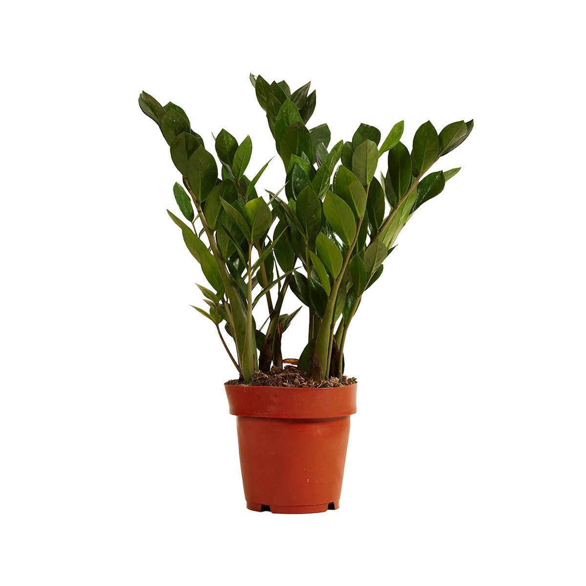 Bloomique Zimmerpflanze Bloomique - Zamioculcas Zamiifolia - Glücksfeder - Zimmerpflanzen - Se, 1 St.