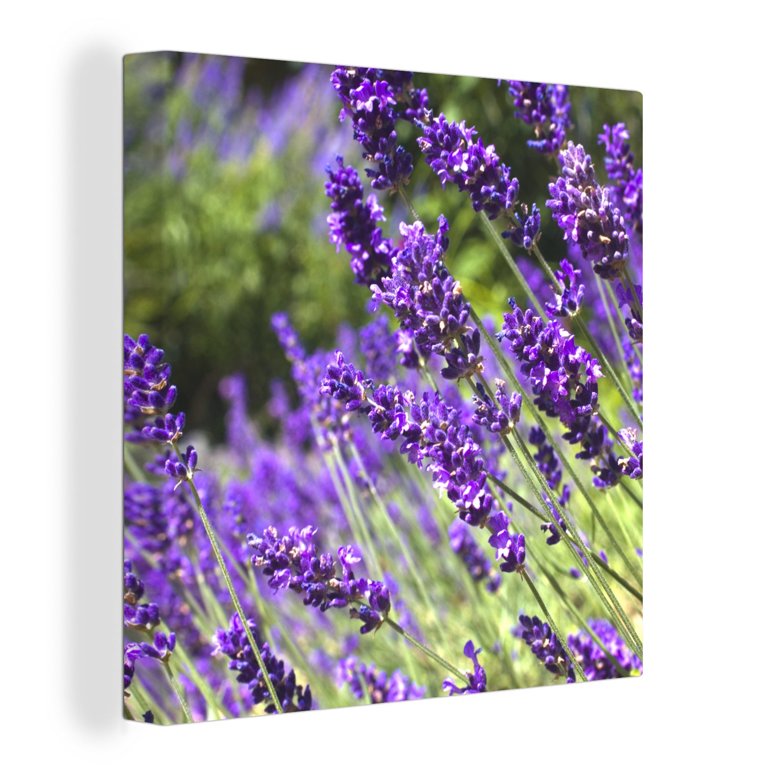 OneMillionCanvasses® Leinwandbild Leuchtend lila Lavendel in der Natur, (1  St), Leinwand Bilder für Wohnzimmer Schlafzimmer