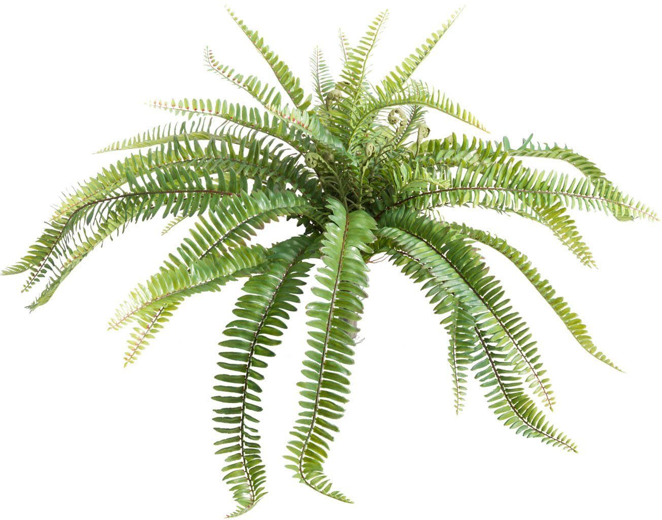 Künstliche Zimmerpflanze »Farnbusch« Farn, Botanic-Haus, Höhe 38 cm-Otto
