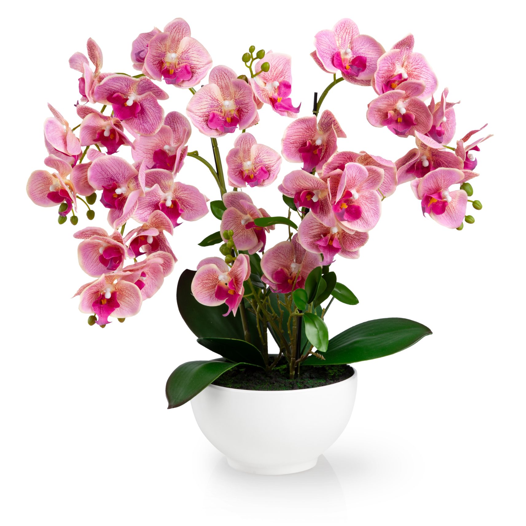 Kunstorchidee PASCH® XXL Orchidee künstlich wie echt (56cm) in Hochglanz-Ke günstig online kaufen