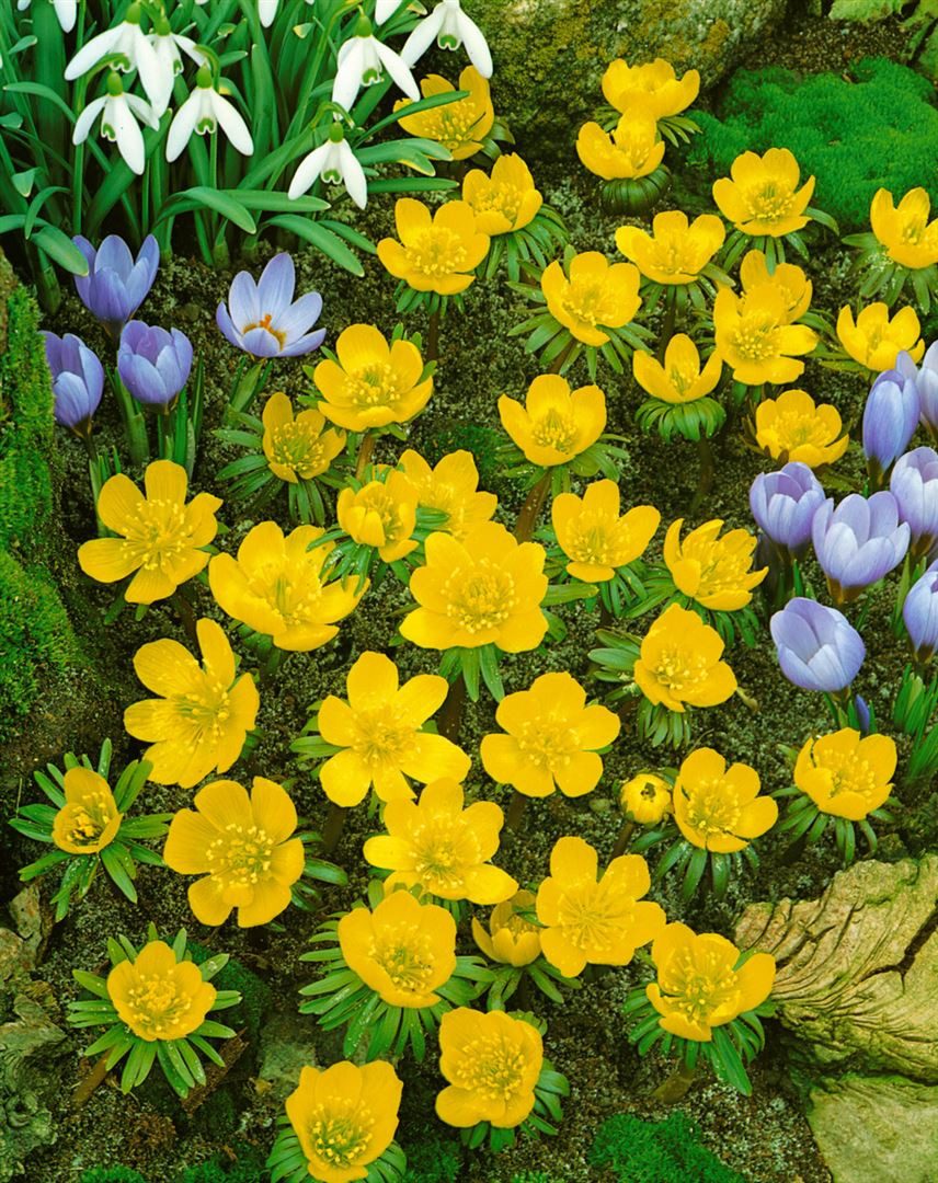 Pflanzen für Dich Staude Eranthis cilicica, 1 St., Zilicianischer Winterling, Kilikischer Winterling