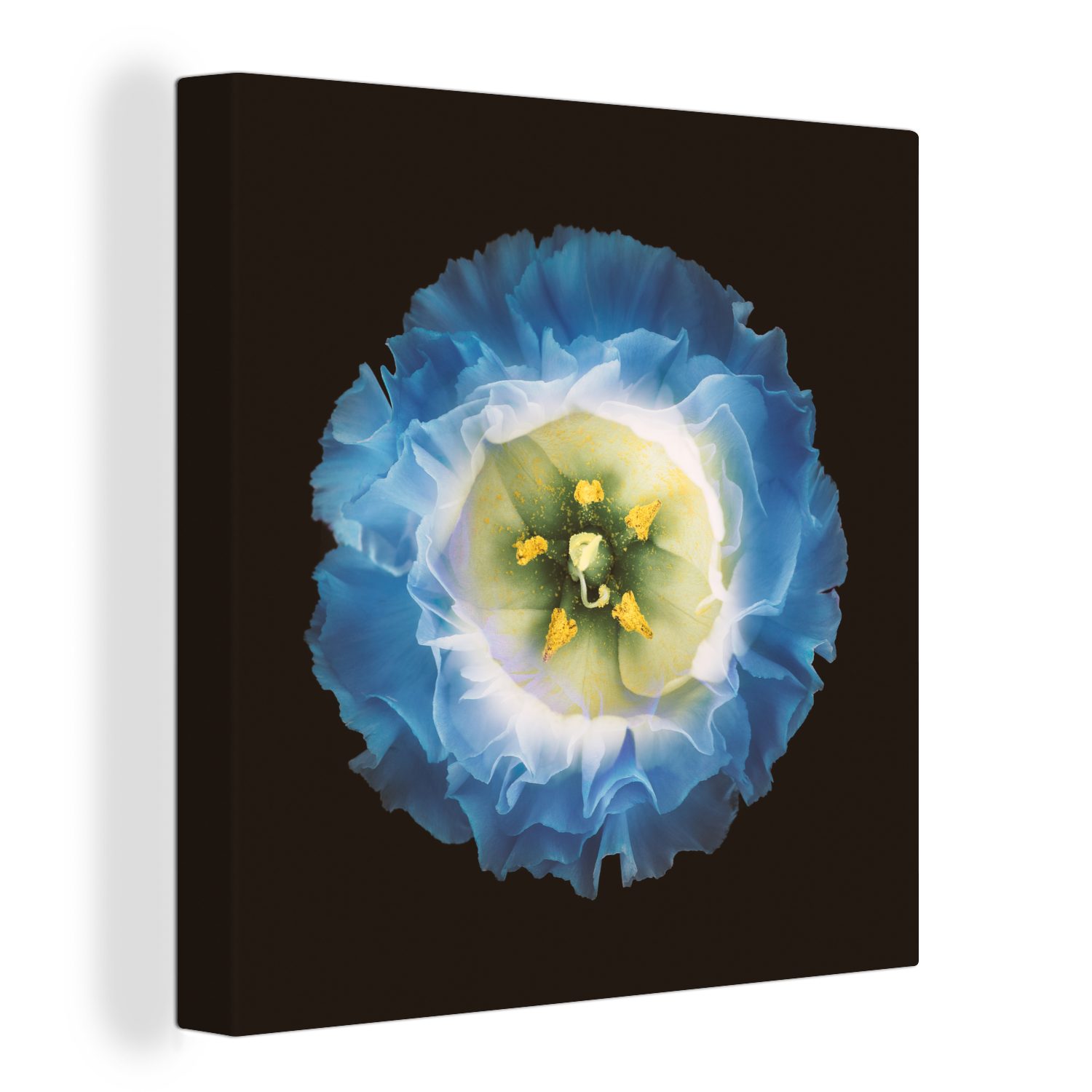 OneMillionCanvasses® Leinwandbild Eine Nahaufnahme einer blauen Blume auf schwarzem Hintergrund, (1 St), Leinwand Bilder für Wohnzimmer Schlafzimmer