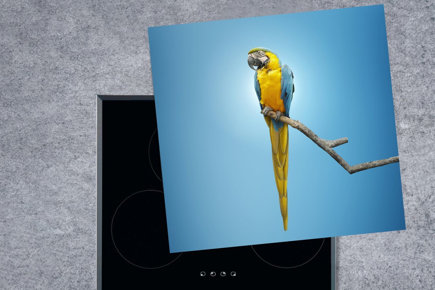 Ceranfeldabdeckung, küche 78x78 Zweig für Papagei (1 Arbeitsplatte Herdblende-/Abdeckplatte MuchoWow - tlg), cm, Vinyl, Blau, -