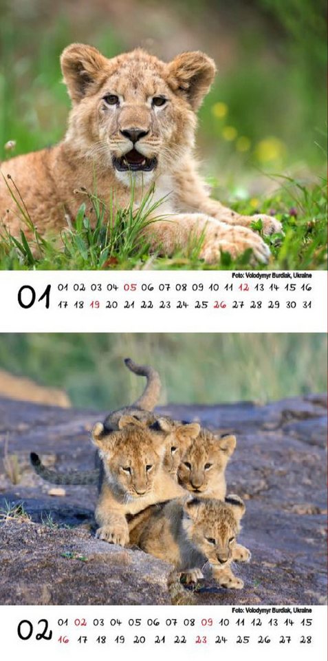 Thumbnail - Seelenzauber Tischkalender Tierkinder Löwen Kalender für 2025 Format 10cm x 10cm