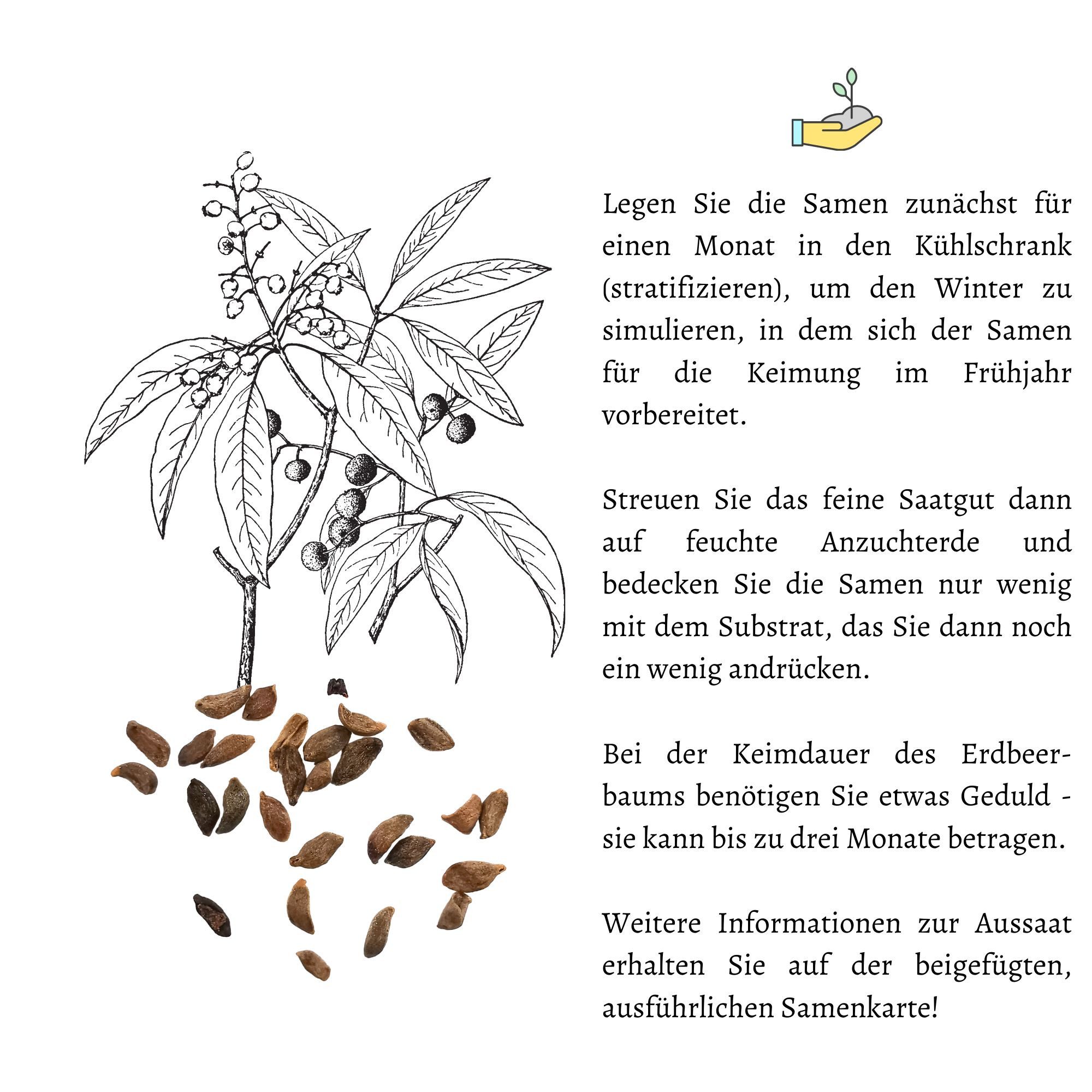 HappySeed Blumensamen Erdbeerbaum Samen - Arbutus unedo, Blumen – Bild 5 von 5