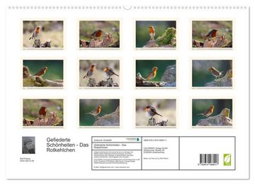 CALVENDO Wandkalender Gefiederte Schönheiten - Das Rotkehlchen (Premium, hochwertiger DIN A2 Wandkalender 2023, Kunstdruck in Hochglanz)