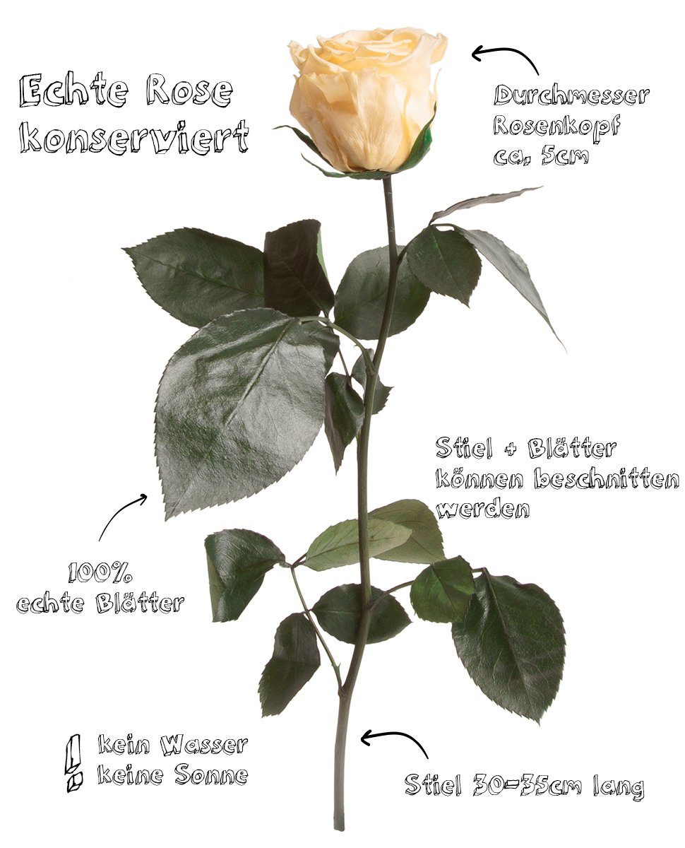 Kunstblume Ewige Rose konserviert mit Stiel echte haltbare Blume Rose, ROSEMARIE SCHULZ Heidelberg, Höhe 30 cm, Infinity Rose, Geschenk für Frauen, Valentinstag, Made in Germany