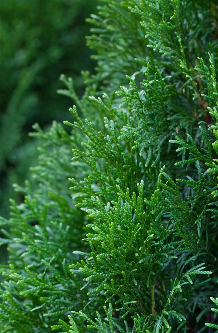 Pflanzen für Dich Konifere Thuja occidentalis 'Smaragd', 1 St., Lebensbaum, Abendländischer Lebensbaum, immergrün, säulenform – Bild 4 von 5