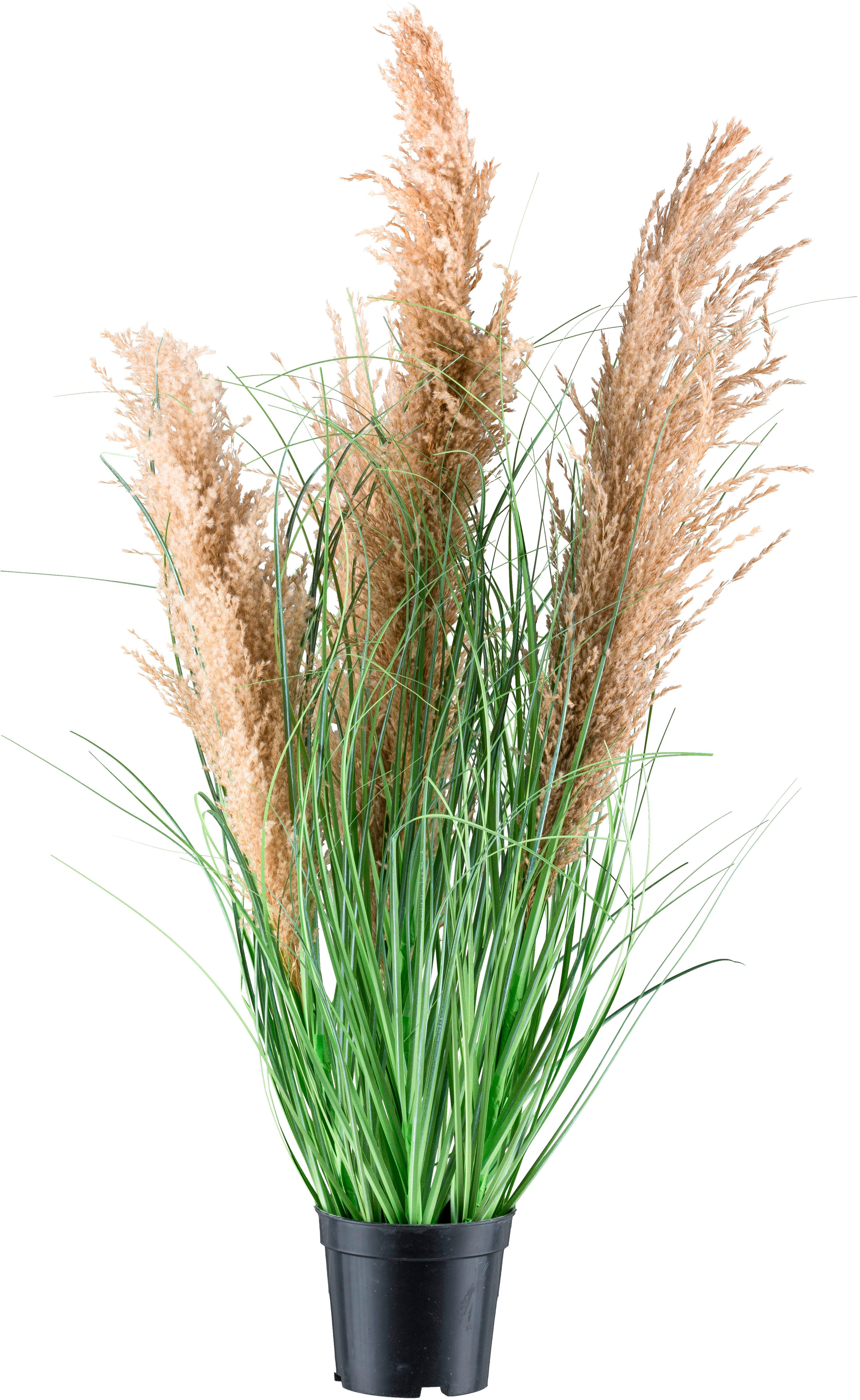 Kunstgras Schilfgras, Creativ green, Höhe 75 cm, mit täuschend echten Blüten. Reduzierter Preis € 19,42. Unverbindliche Preisempfehlung € 29,99