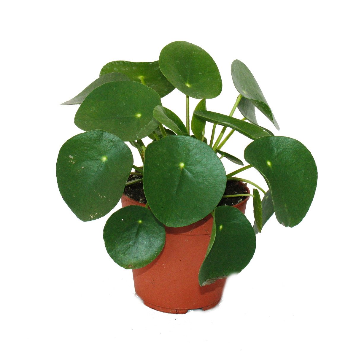 Exotenherz Zimmerpflanze Pilea peperomioides Glückstaler Chinesischer Geldbaum 11cm Topf