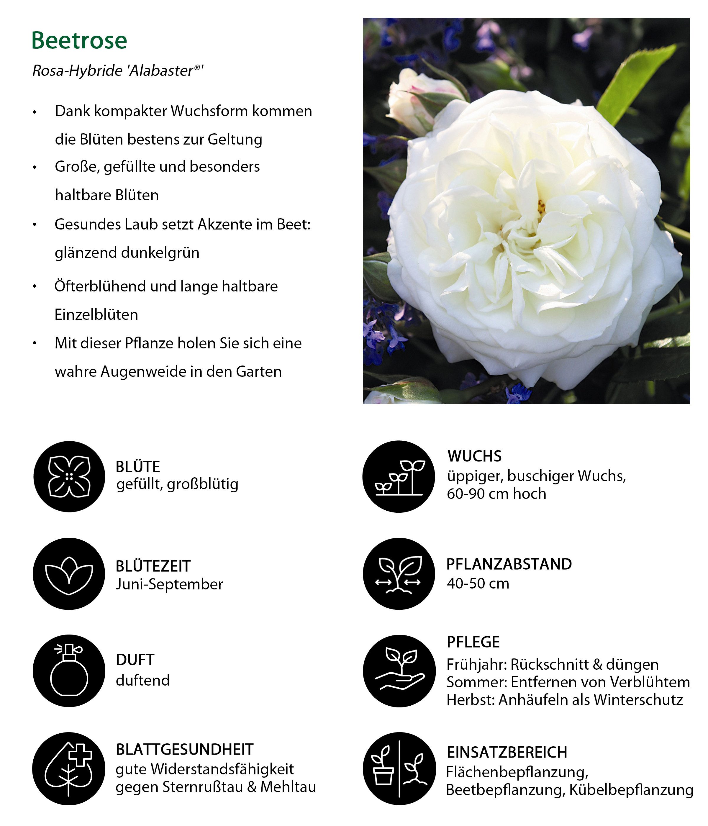 Dehner Rose Beetrose Alabaster®, Rosa-Hybrid, weiße Blüten, Züchter Tantau, großblütige gefüllte Blüten, duftend