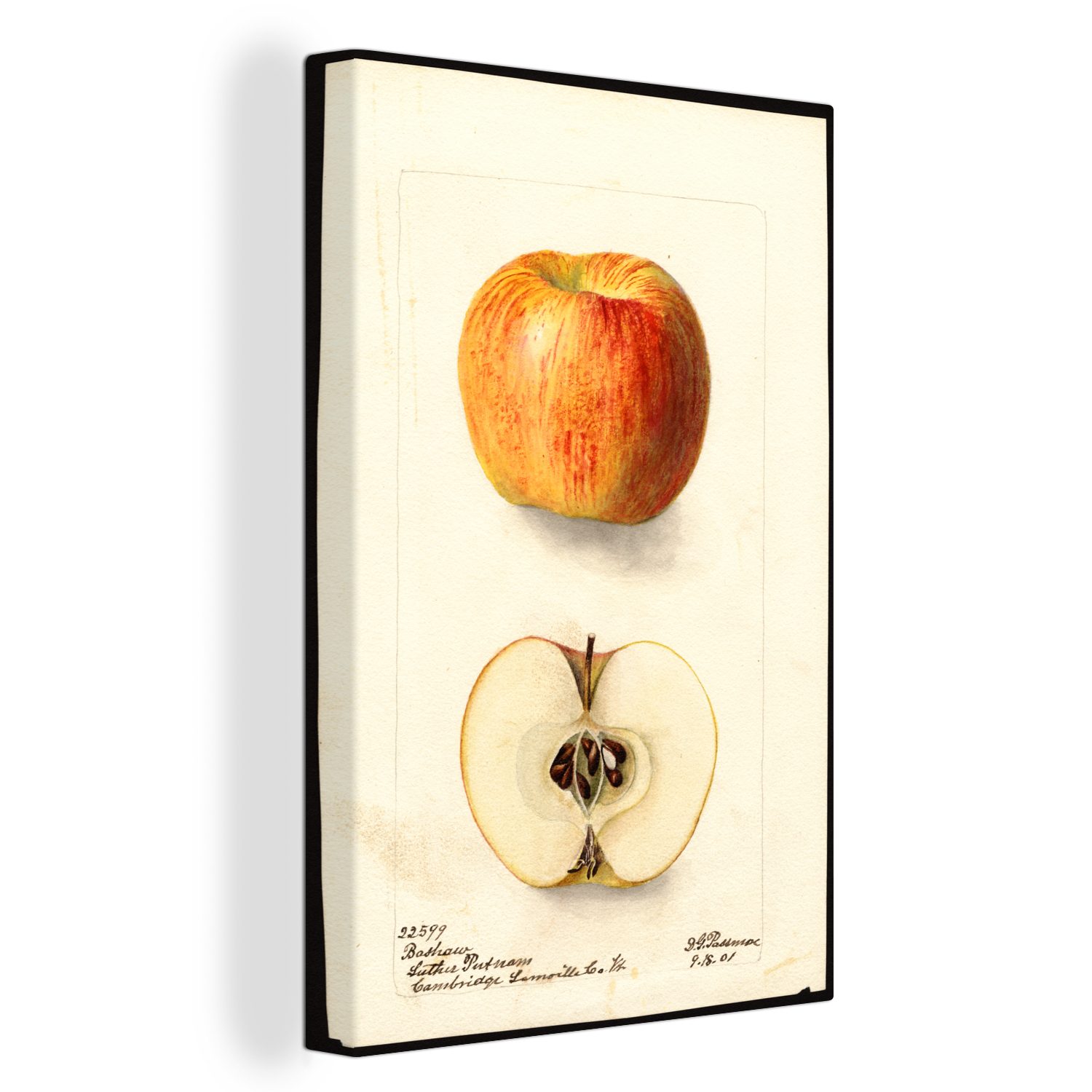 OneMillionCanvasses® Leinwandbild Äpfel - bespannt Zackenaufhänger, St), Griscom von Leinwandbild Gemälde, 20x30 (1 fertig Gemälde cm inkl. Deborah Passmore