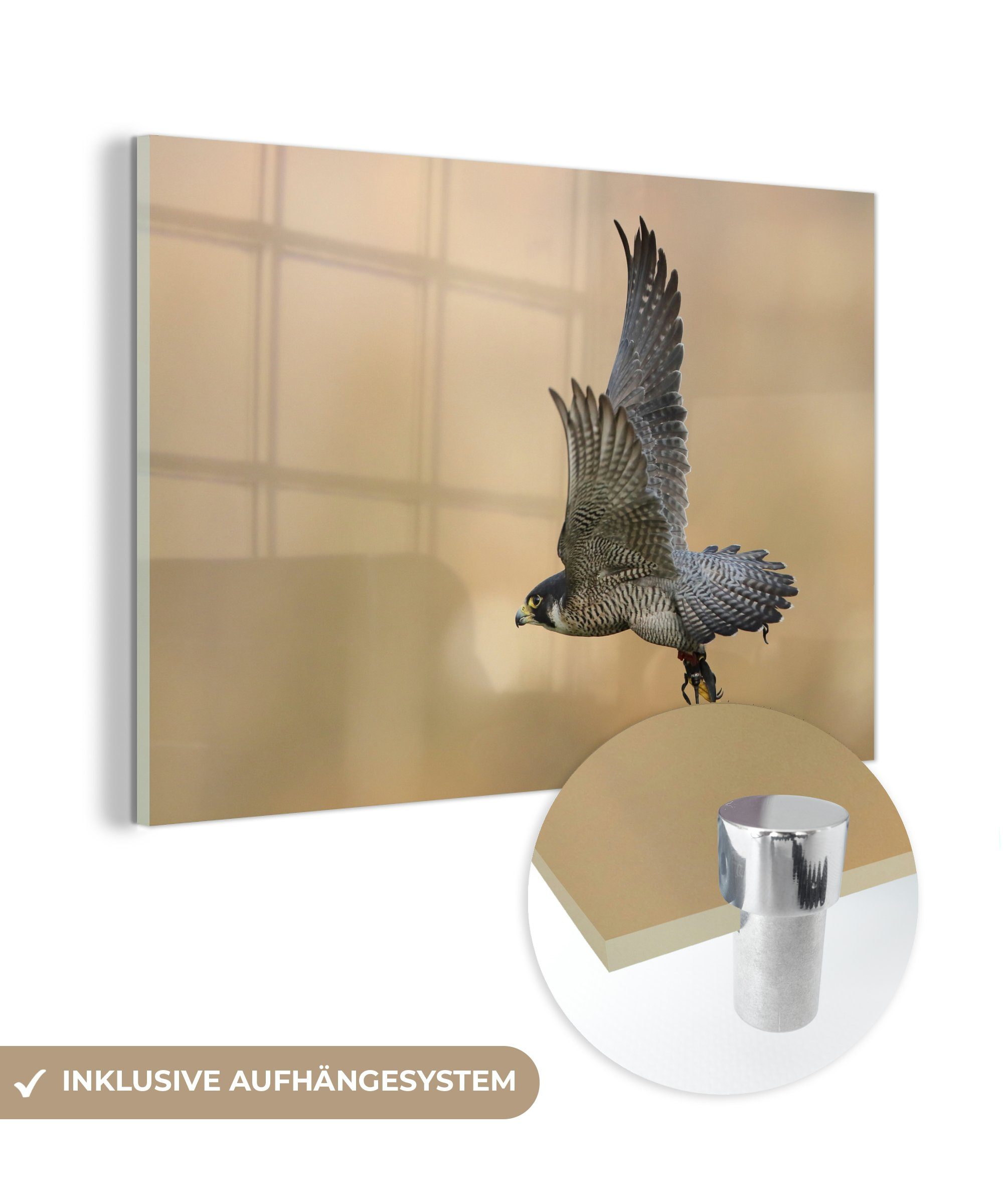 MuchoWow Acrylglasbild Falke - Fliegend - Raubvogel, (1 St), Acrylglasbilder Wohnzimmer & Schlafzimmer