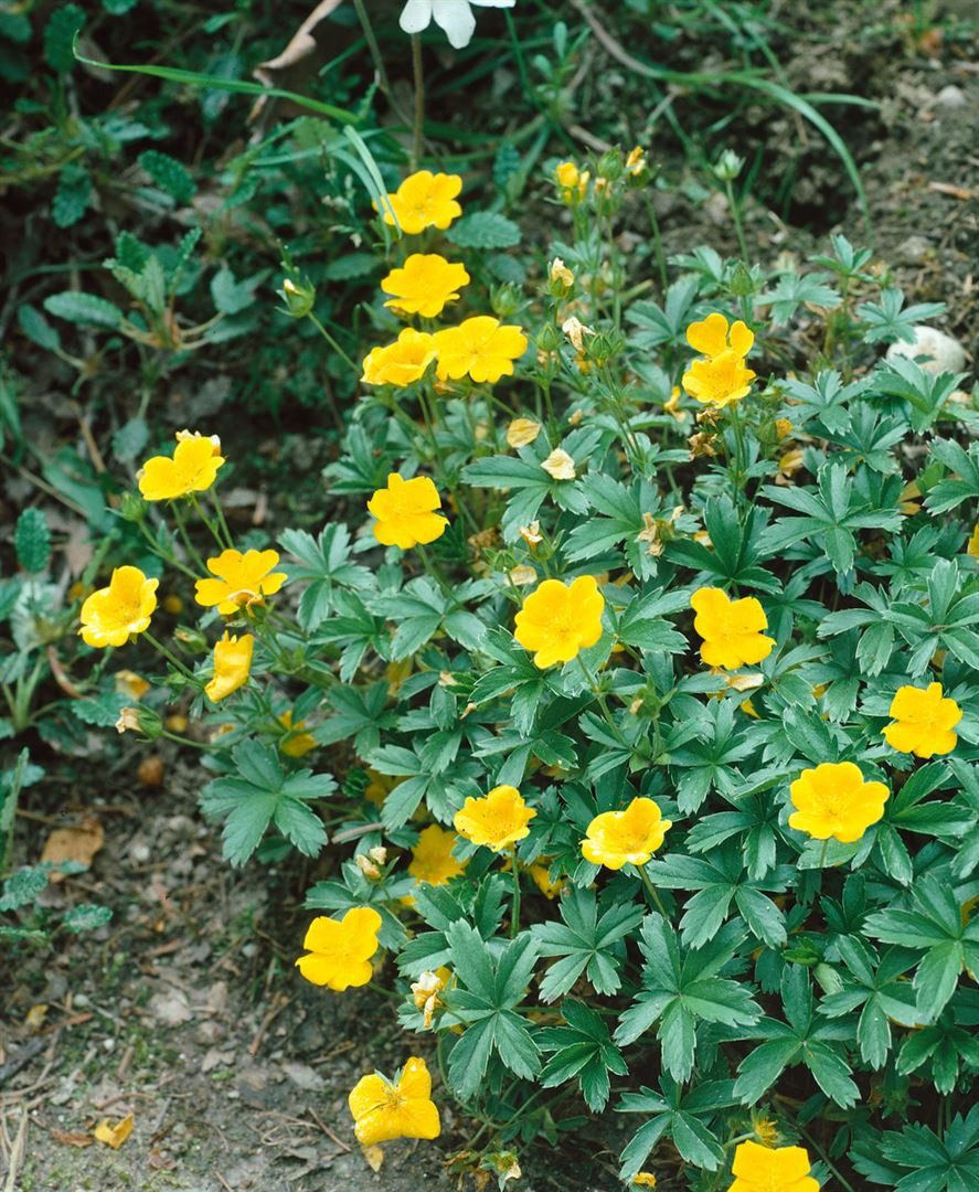 Pflanzen für Dich Bodendecker Potentilla aurea, 1 St., Gold-Fingerkraut, Gold-Fingerstrauch, gelbblühend, bodendecker
