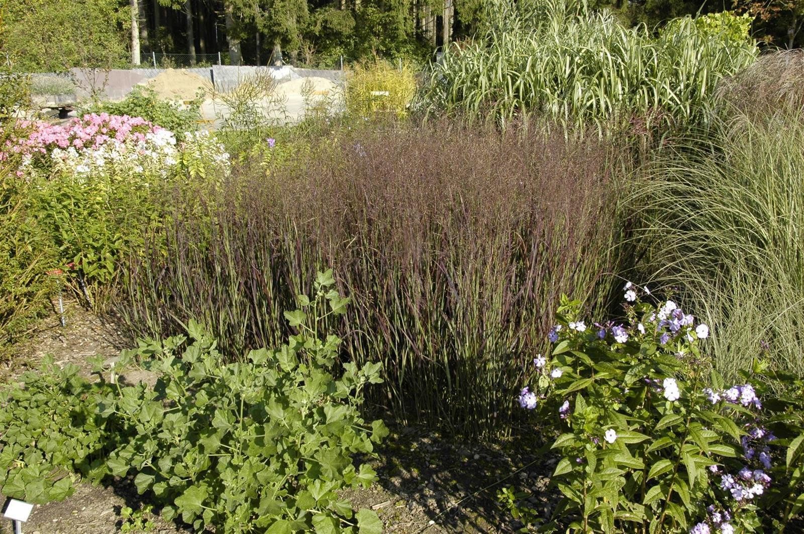 Pflanzen für Dich Gräser Panicum virg. Heiliger Hain, 1 St., Rutenhirse, Präriehirse, rote Halme, winterhart