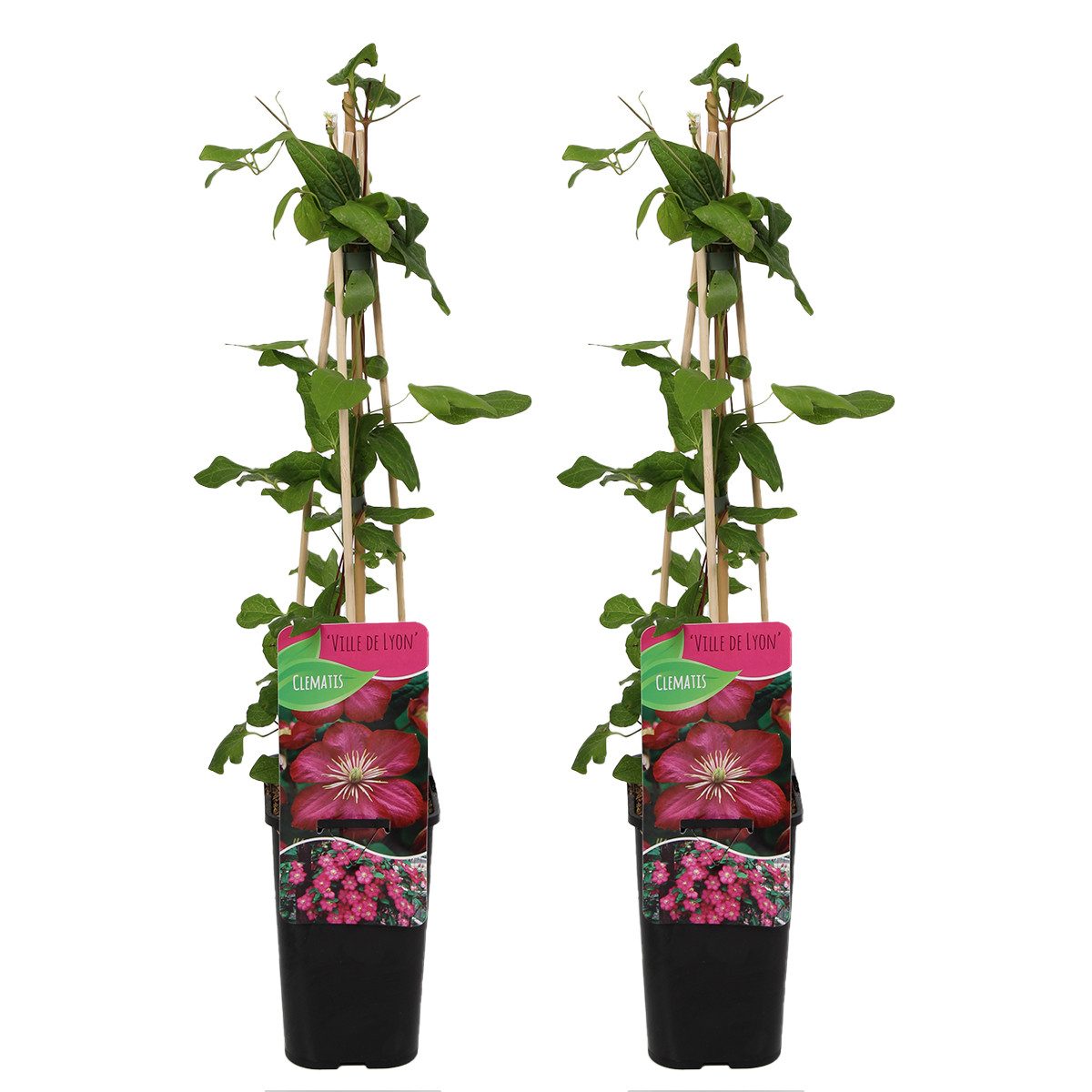 Bloomique Kletterpflanze 2er-Set Clematis Ville de Lyon, Waldrebe, 70-80 cm, Topf 15 cm, 2 St.
