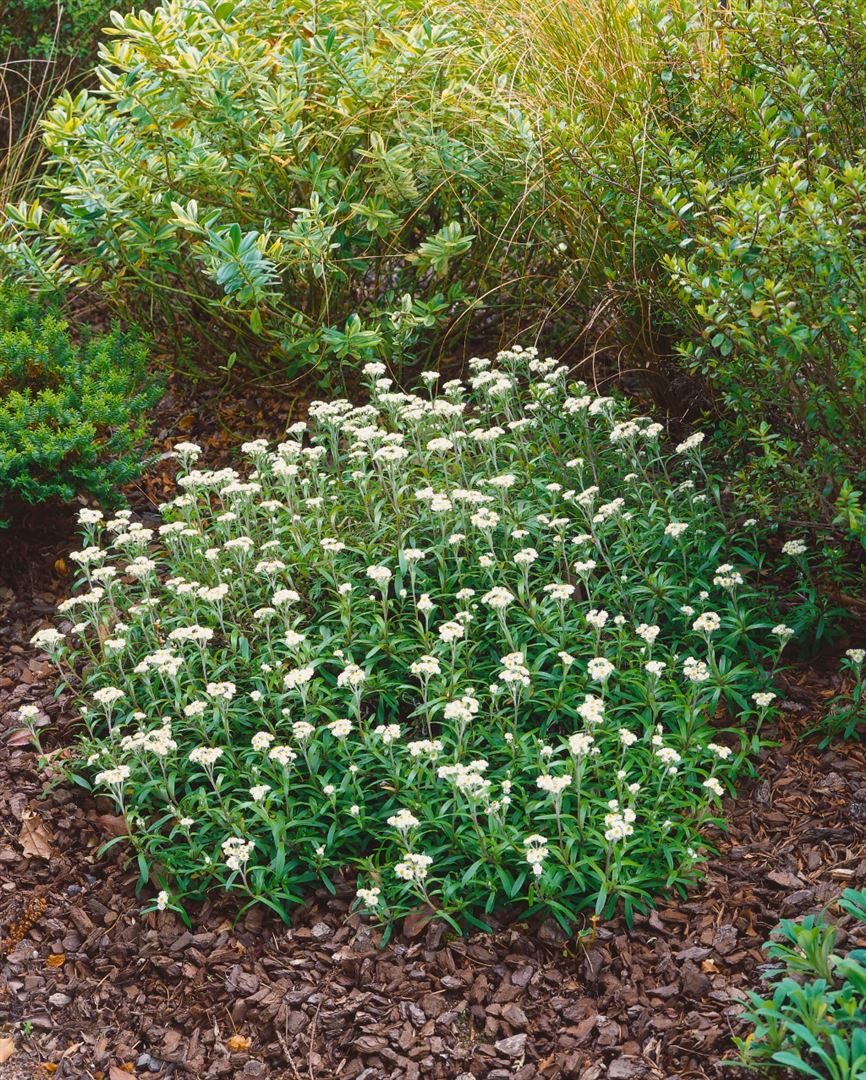 Pflanzen für Dich Staude Anaphalis alpicola, 1 St., Silberimmortelle, Alpen-Perlkörbchen