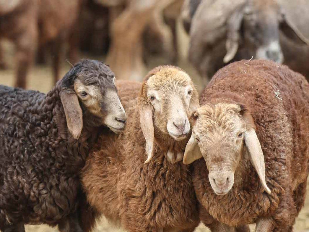 Bunte aus Einlegesohlen Filzeinlegesohlen besonders WoolFit warm dick 100% 5mm Wolle, haltbar und rot