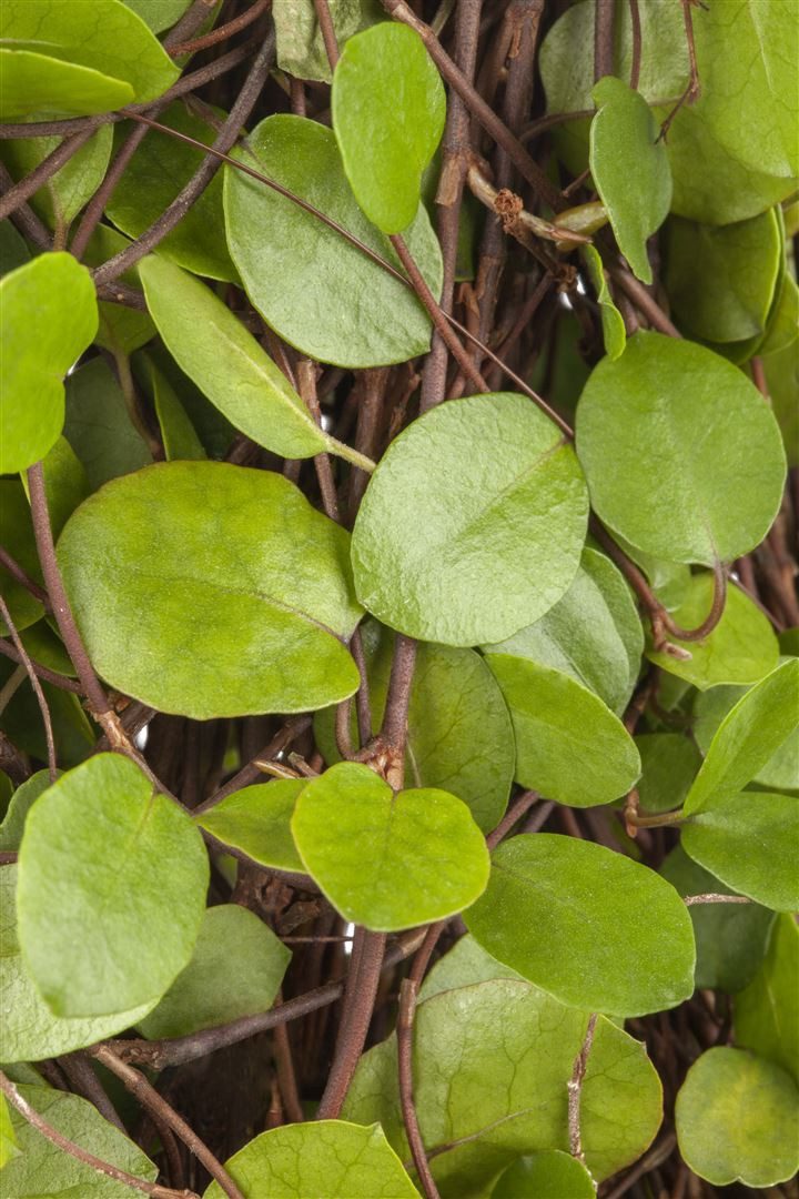 Pflanzen für Dich Bodendecker Muehlenbeckia axillaris, 1 St., Mühlenbeckie, Drahtstrauch, kriechend, immergrün