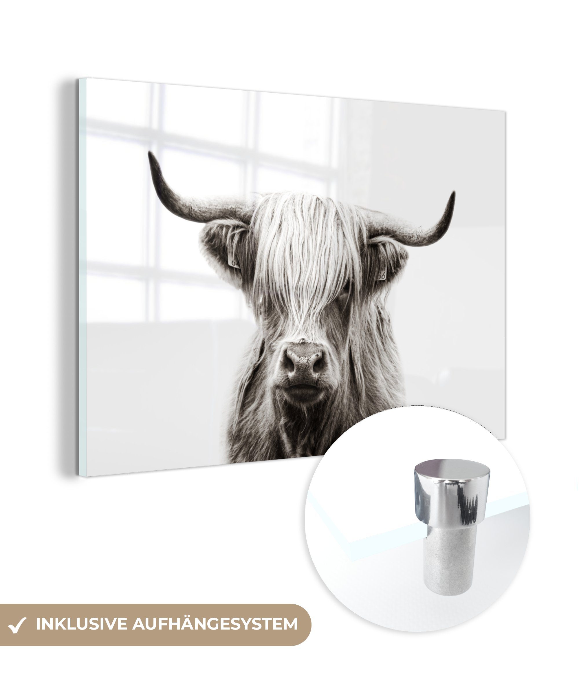MuchoWow Acrylglasbild Schottischer Highlander - Kuh - Schwarz - Weiß, (1 St), Glasbilder - Bilder auf Glas Wandbild - Foto auf Glas - Wanddekoration