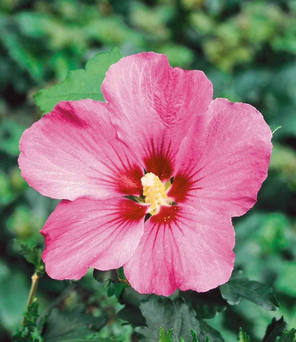 BALDUR Garten Hecken Hibiskus-Hecke, 5 St., Roseneibisch, blickdicht, winterhart, mehrjährig, pflegeleicht