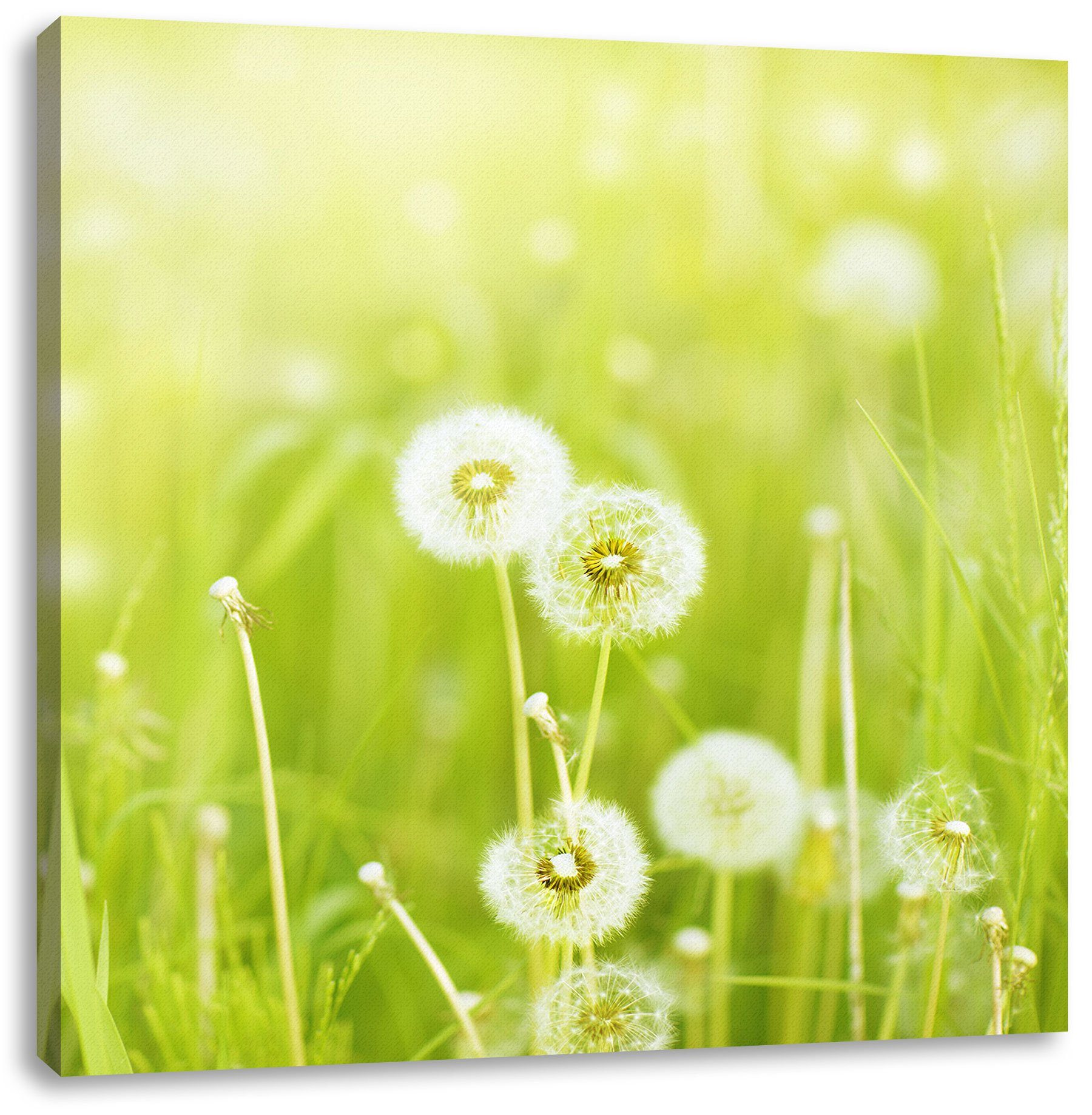 St), (1 Leinwandbild Frühlingswiese Pixxprint inkl. auf Leinwandbild Pusteblumen Pusteblumen auf bespannt, fertig Zackenaufhänger Frühlingswiese,