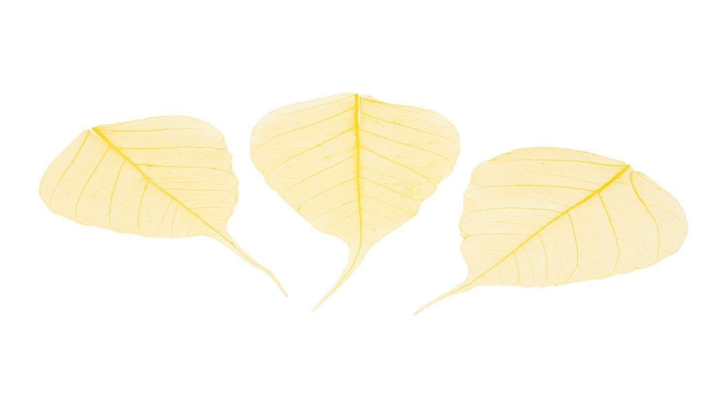 Trockenblume Skelettblätter in Gelb, verpackt mit 200 Stück, NaDeco