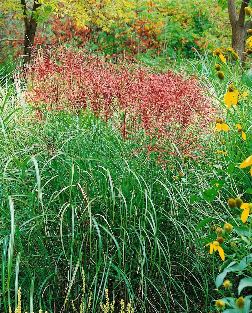 Pflanzen für Dich Травы Miscanthus sin. Red Chief, 1 St., Chinaschilf, Zebragras, Silberfedergras, rote Ähren, herbstfärbung
