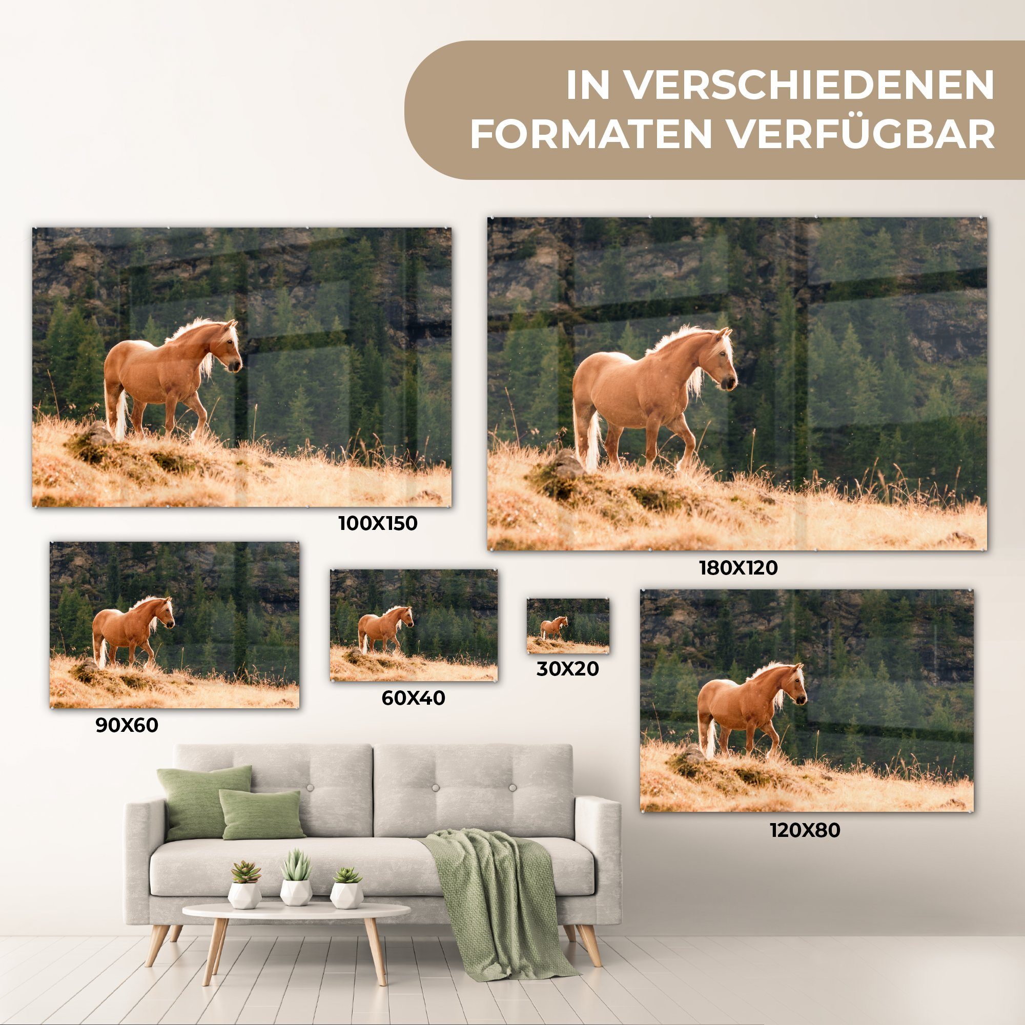 Haflingerpferd Wohnzimmer & St), Acrylglasbilder gelben im (1 MuchoWow Acrylglasbild Schlafzimmer Gras,