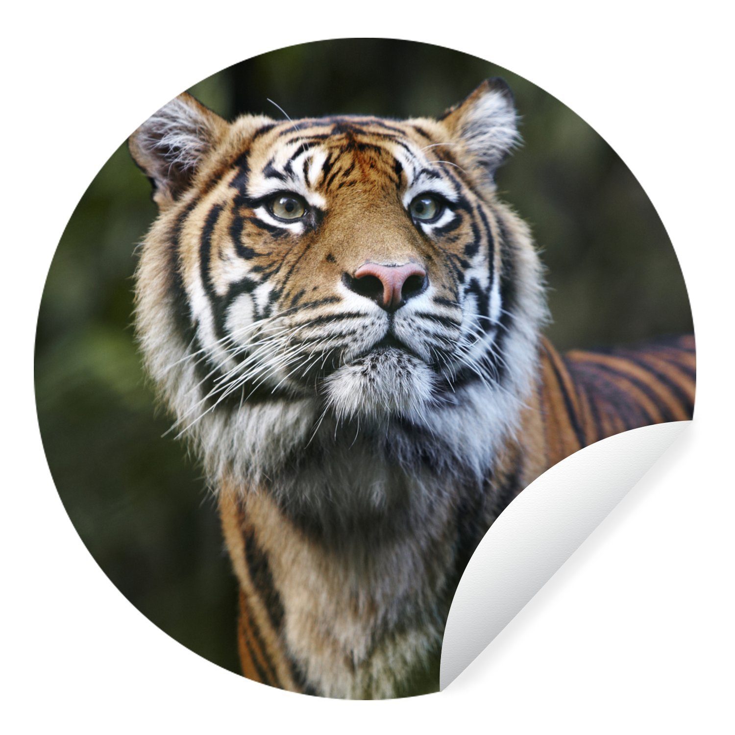 MuchoWow Wandsticker Porträt eines Sumatra-Tigers (1 St), Tapetenkreis für Kinderzimmer, Tapetenaufkleber, Rund, Wohnzimmer